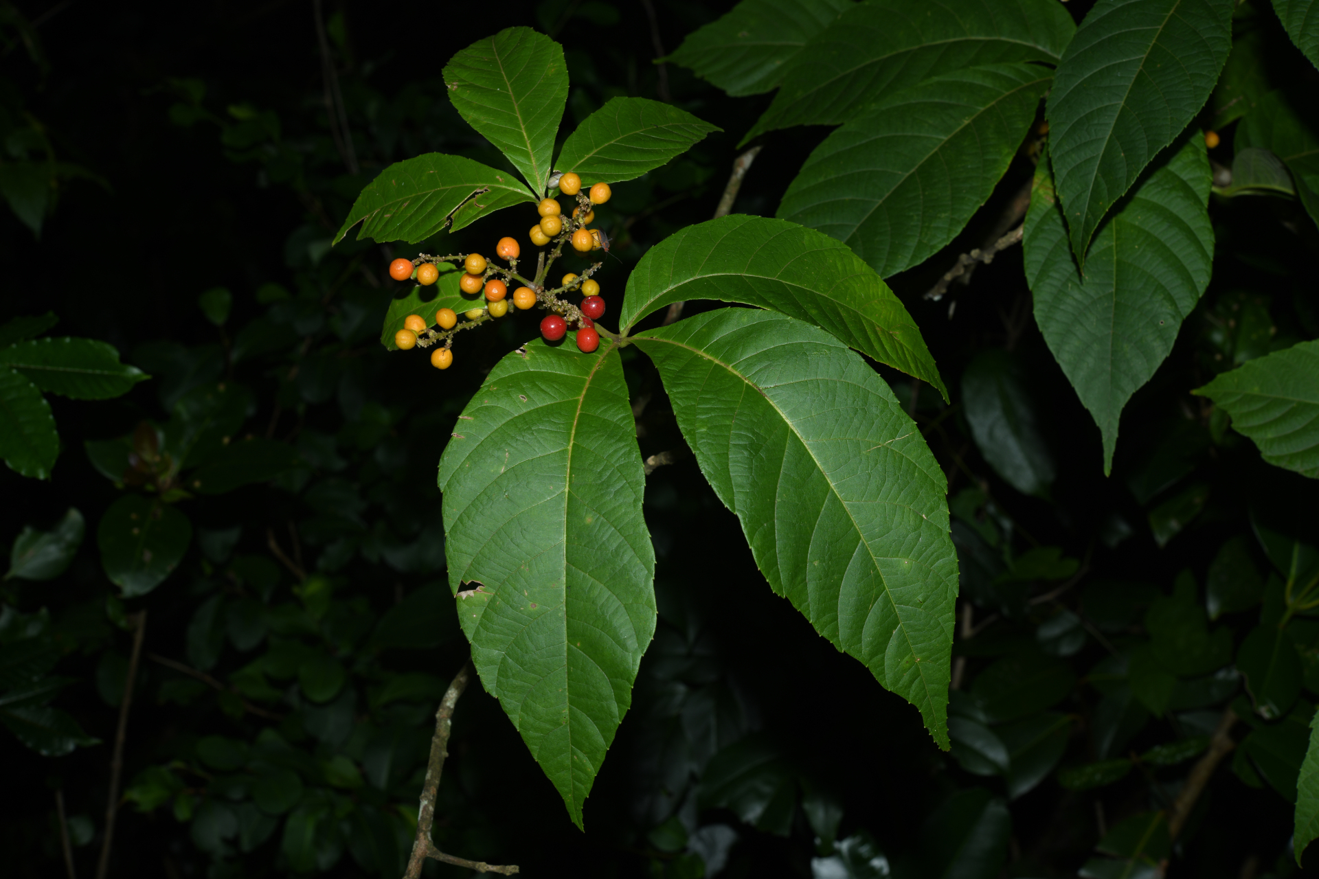 Allophylus racemosus (L.) Radlk. - Photo Bivouac Naturaliste