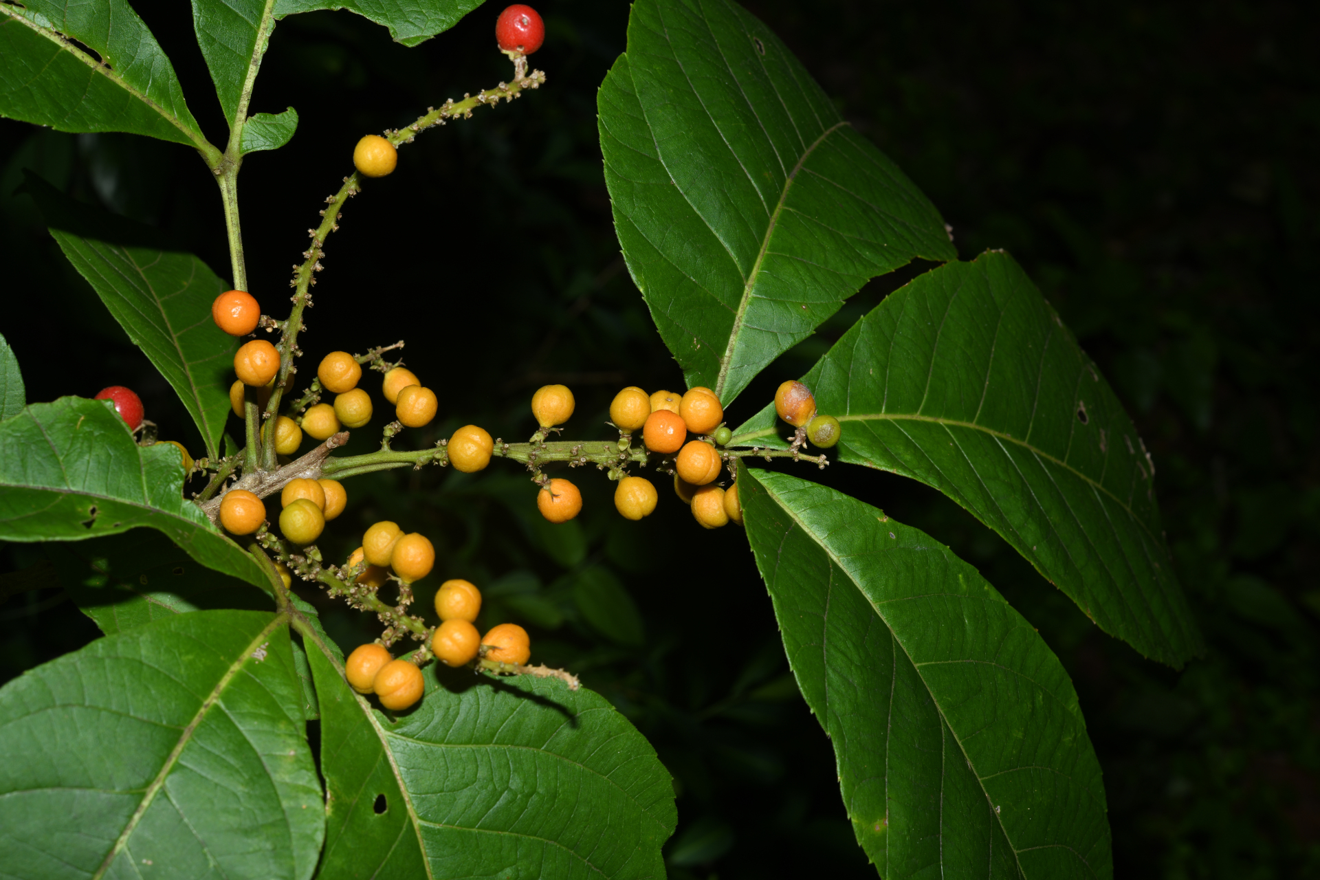 Allophylus racemosus (L.) Radlk. - Photo Bivouac Naturaliste