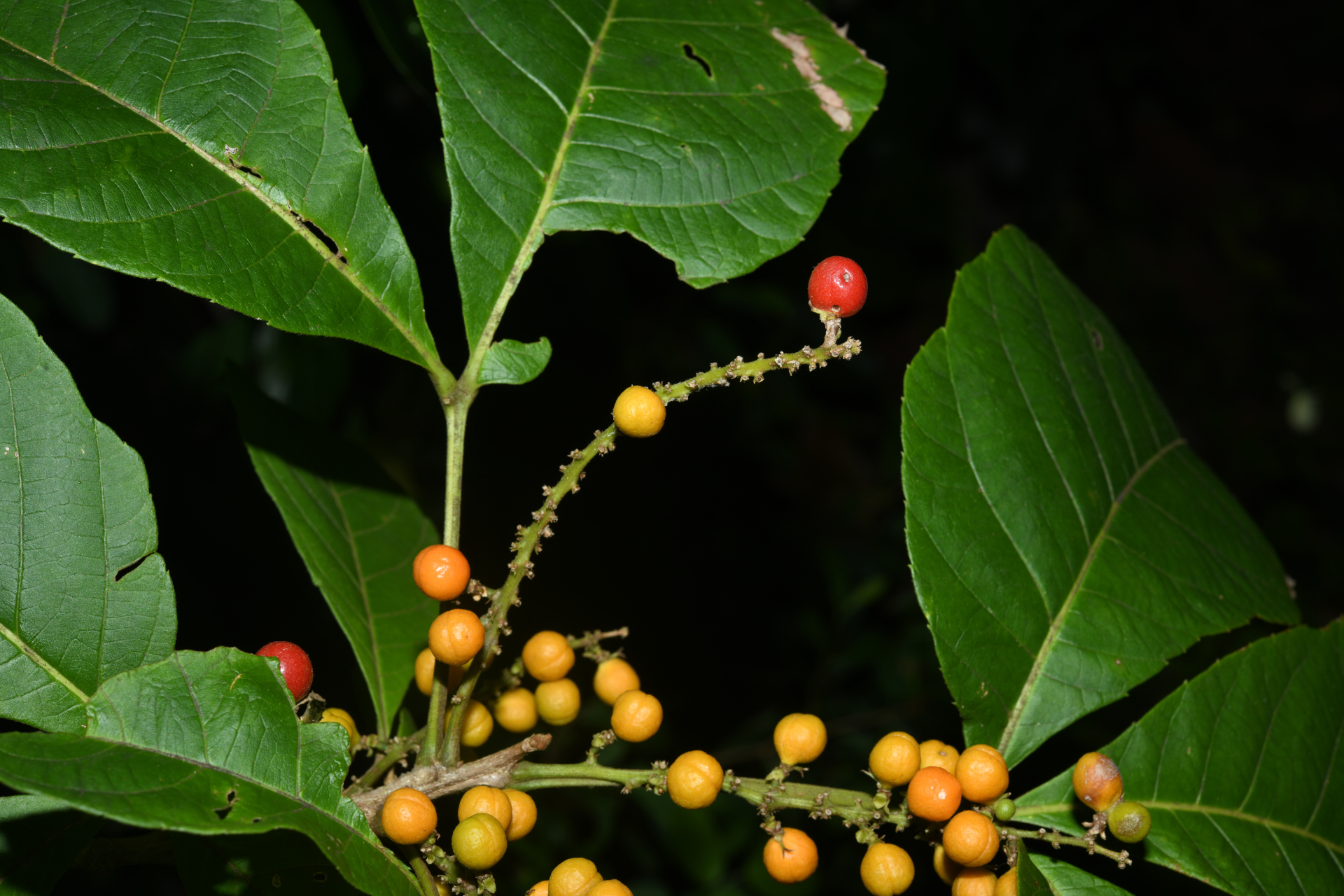 Allophylus racemosus (L.) Radlk. - Photo Bivouac Naturaliste