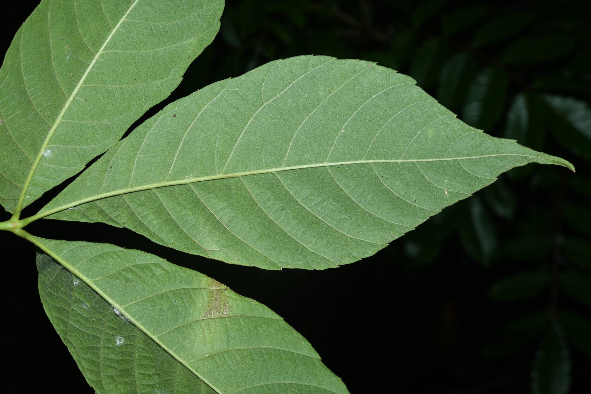 Allophylus racemosus (L.) Radlk. - Photo Bivouac Naturaliste