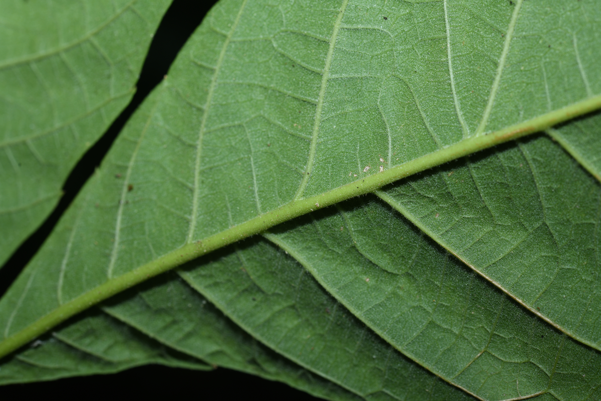 Allophylus racemosus (L.) Radlk. - Photo Bivouac Naturaliste
