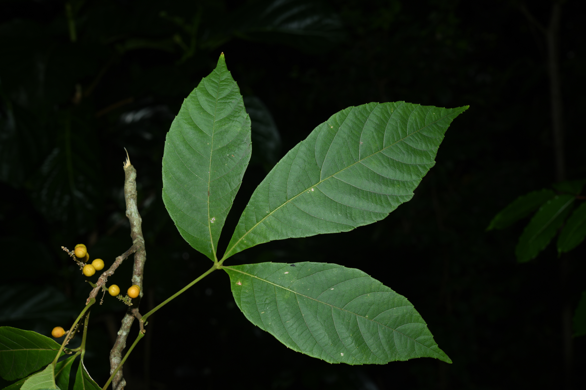Allophylus racemosus (L.) Radlk. - Photo Bivouac Naturaliste