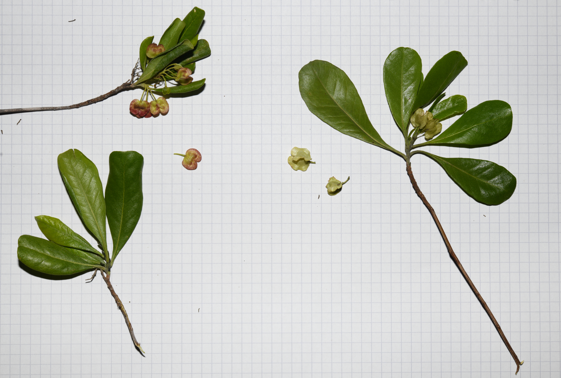 Dodonaea viscosa subsp. elaeagnoides (Rudolphi ex Ledeb. & Adlerstam) Acev.-Rodr. - Photo Bivouac Naturaliste