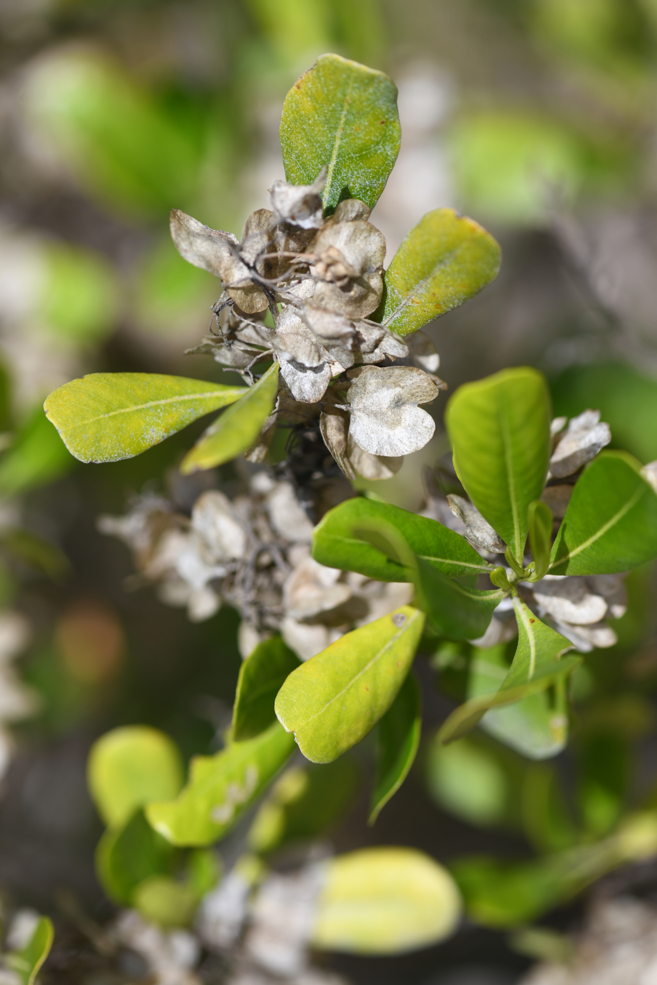 Dodonaea viscosa subsp. elaeagnoides (Rudolphi ex Ledeb. & Adlerstam) Acev.-Rodr. - Photo Bivouac Naturaliste
