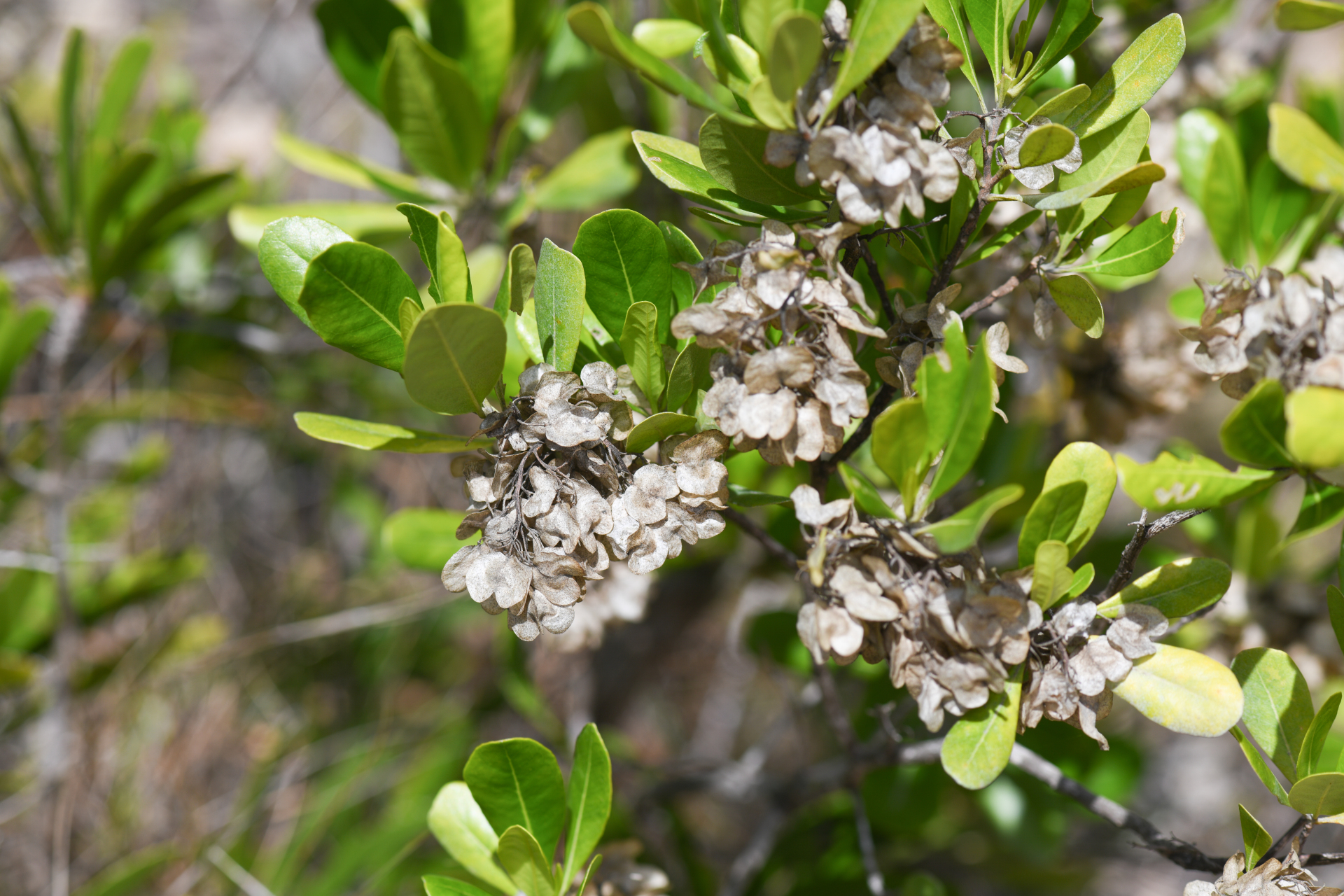 Dodonaea viscosa subsp. elaeagnoides (Rudolphi ex Ledeb. & Adlerstam) Acev.-Rodr. - Photo Bivouac Naturaliste
