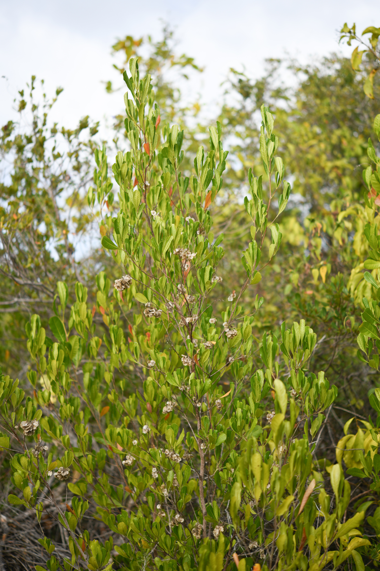 Dodonaea viscosa subsp. elaeagnoides (Rudolphi ex Ledeb. & Adlerstam) Acev.-Rodr. - Photo Bivouac Naturaliste