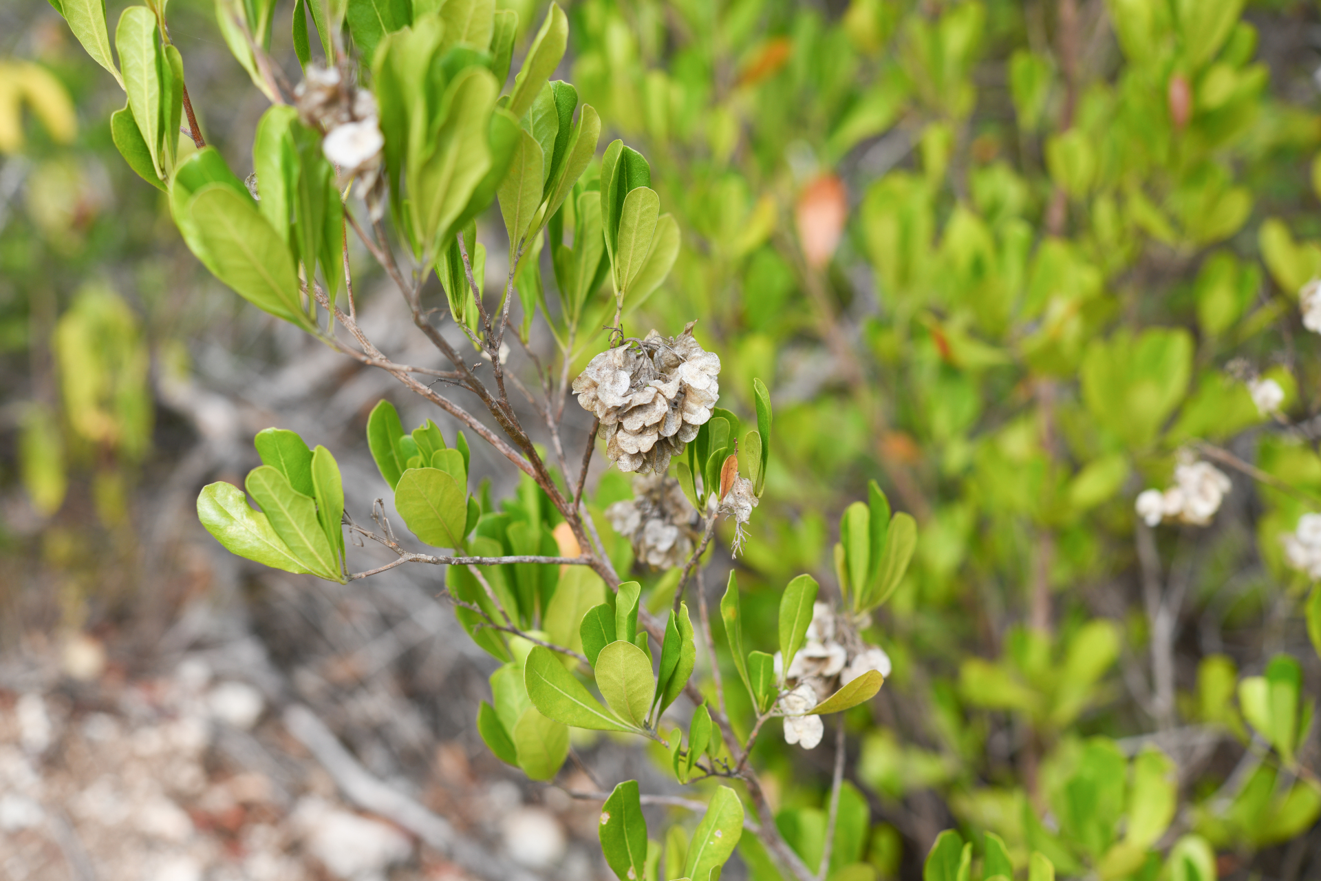 Dodonaea viscosa subsp. elaeagnoides (Rudolphi ex Ledeb. & Adlerstam) Acev.-Rodr. - Photo Bivouac Naturaliste