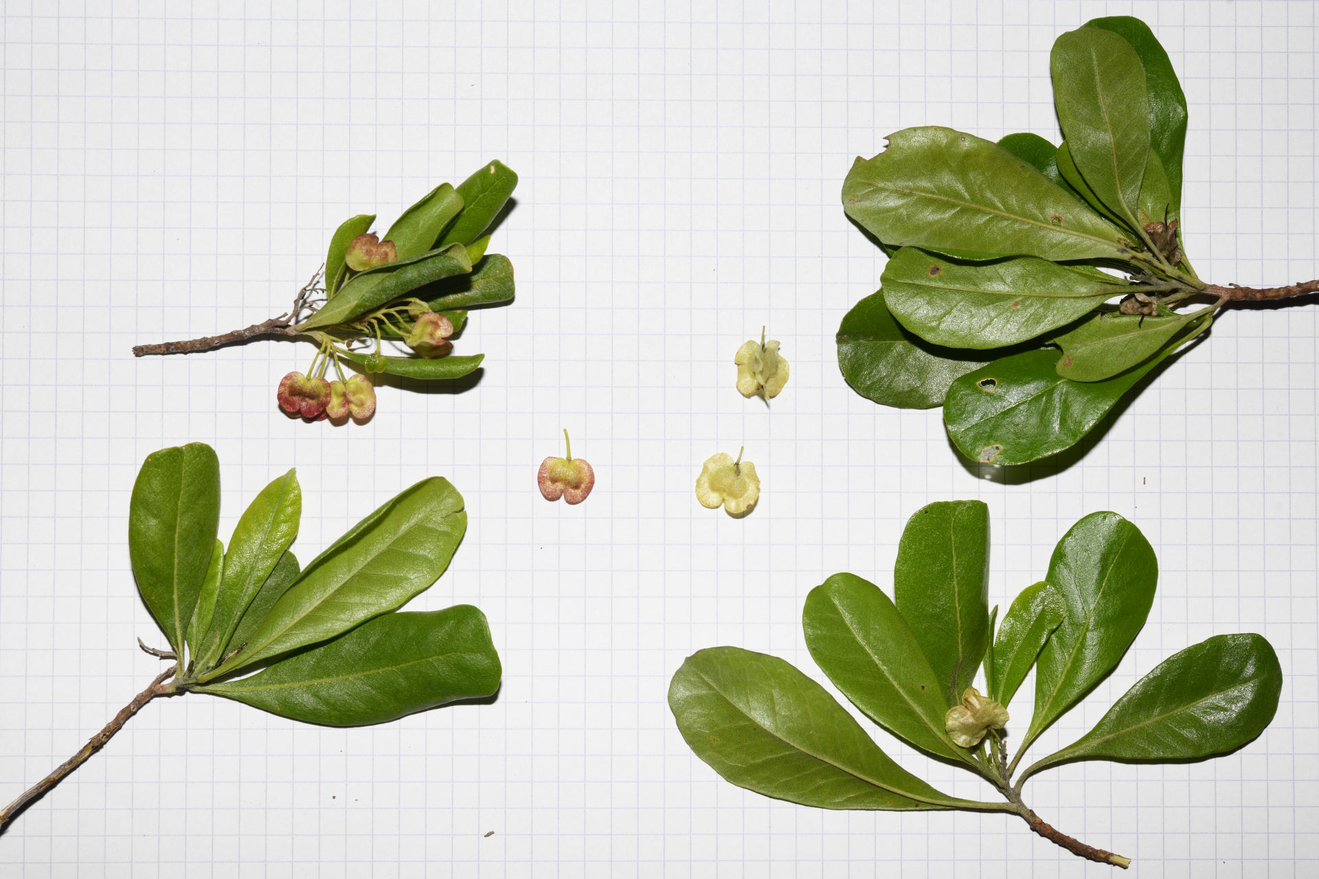 Dodonaea viscosa subsp. elaeagnoides (Rudolphi ex Ledeb. & Adlerstam) Acev.-Rodr. - Photo Bivouac Naturaliste