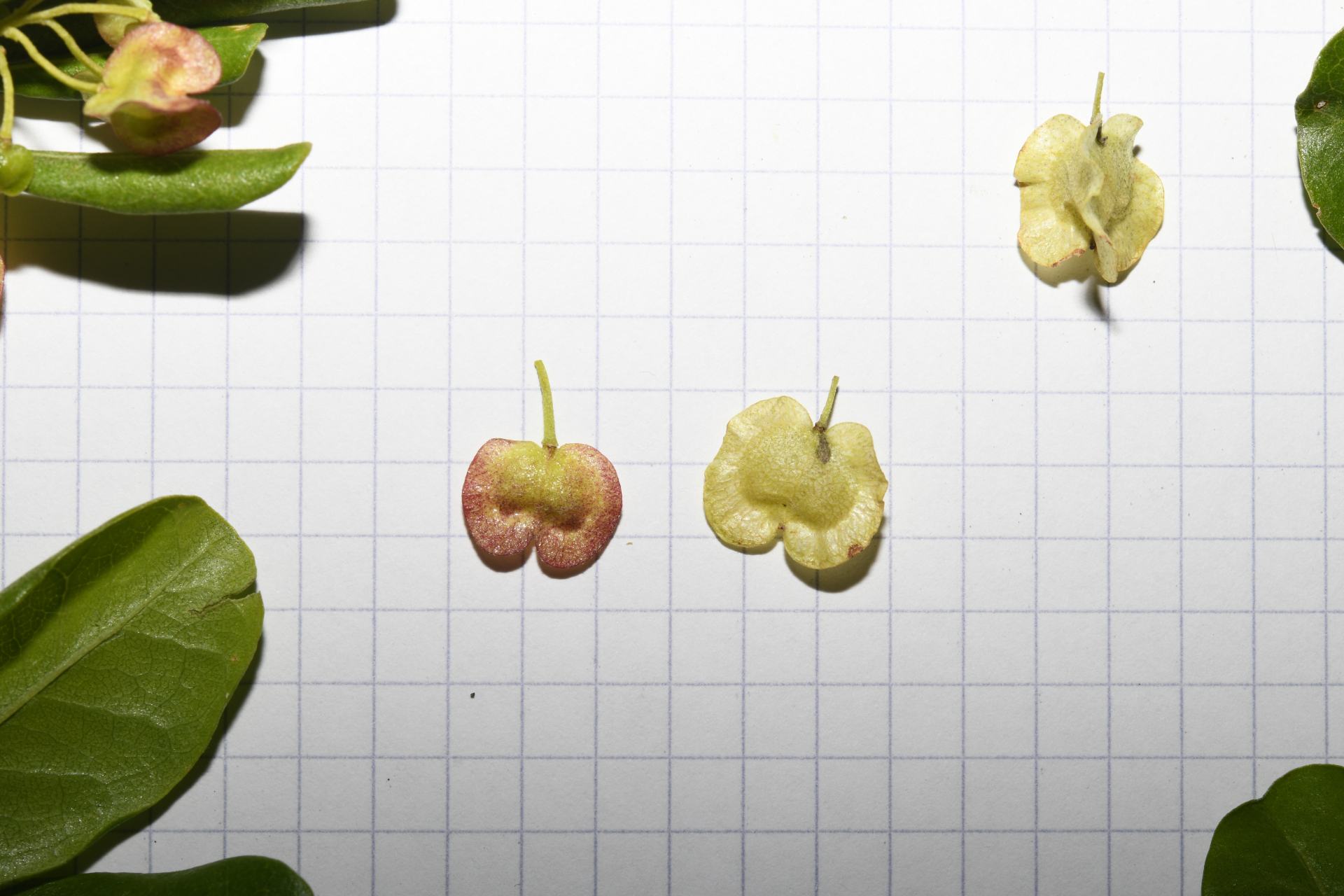 Dodonaea viscosa subsp. elaeagnoides (Rudolphi ex Ledeb. & Adlerstam) Acev.-Rodr. - Photo Bivouac Naturaliste