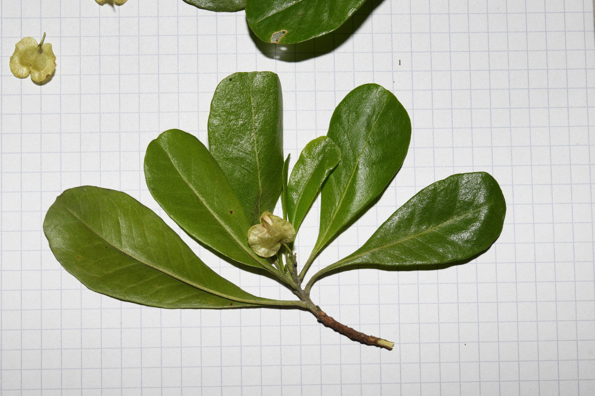 Dodonaea viscosa subsp. elaeagnoides (Rudolphi ex Ledeb. & Adlerstam) Acev.-Rodr. - Photo Bivouac Naturaliste