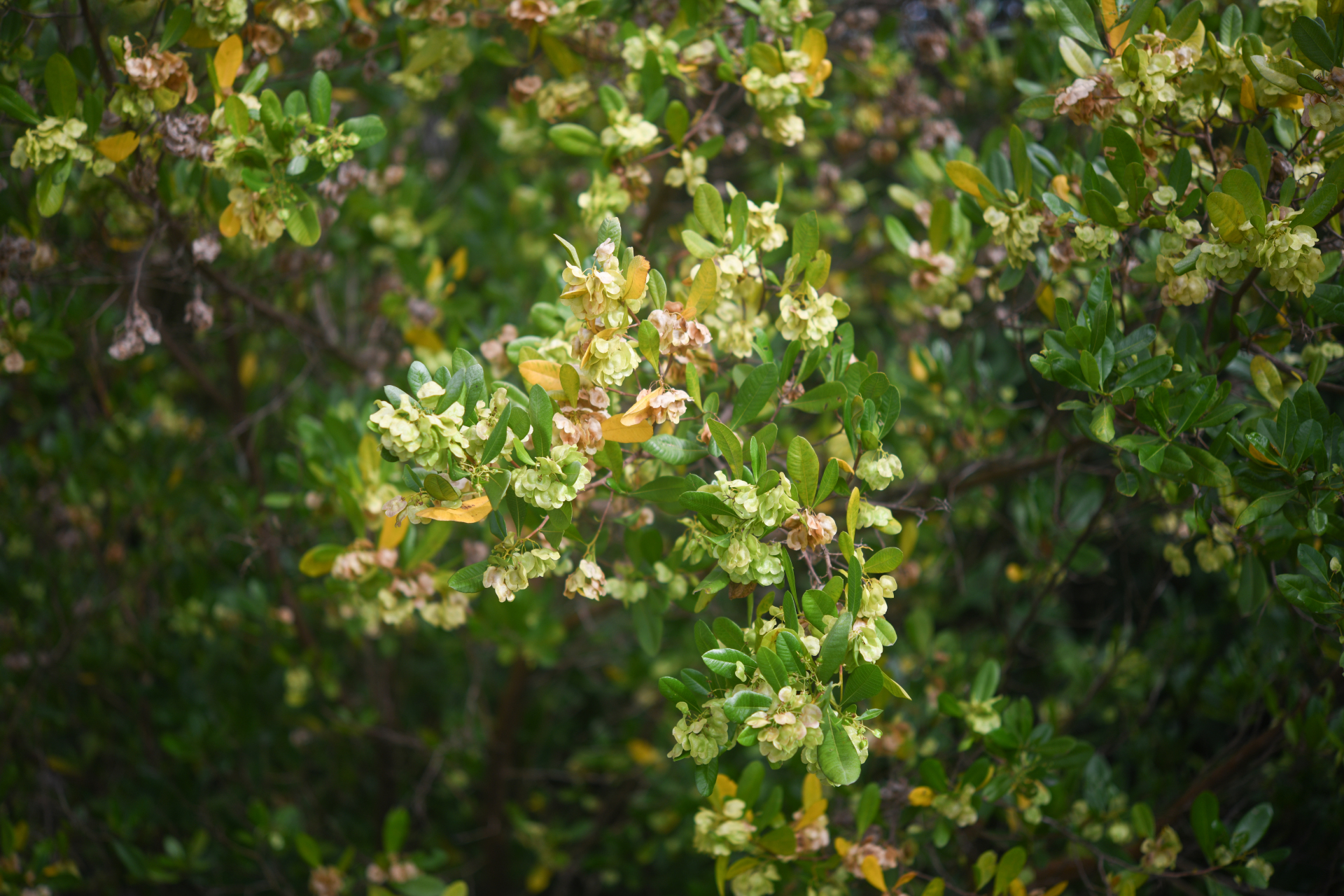 Dodonaea viscosa subsp. elaeagnoides (Rudolphi ex Ledeb. & Adlerstam) Acev.-Rodr. - Photo Bivouac Naturaliste