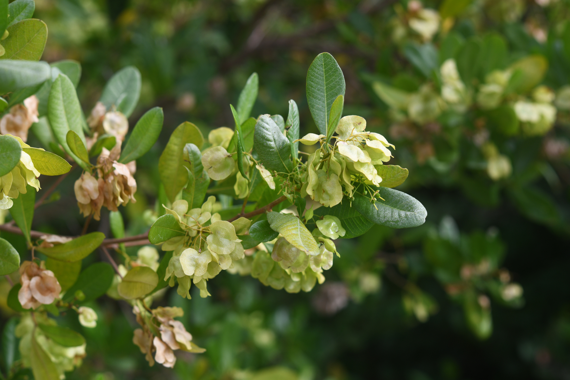 Dodonaea viscosa subsp. elaeagnoides (Rudolphi ex Ledeb. & Adlerstam) Acev.-Rodr. - Photo Bivouac Naturaliste
