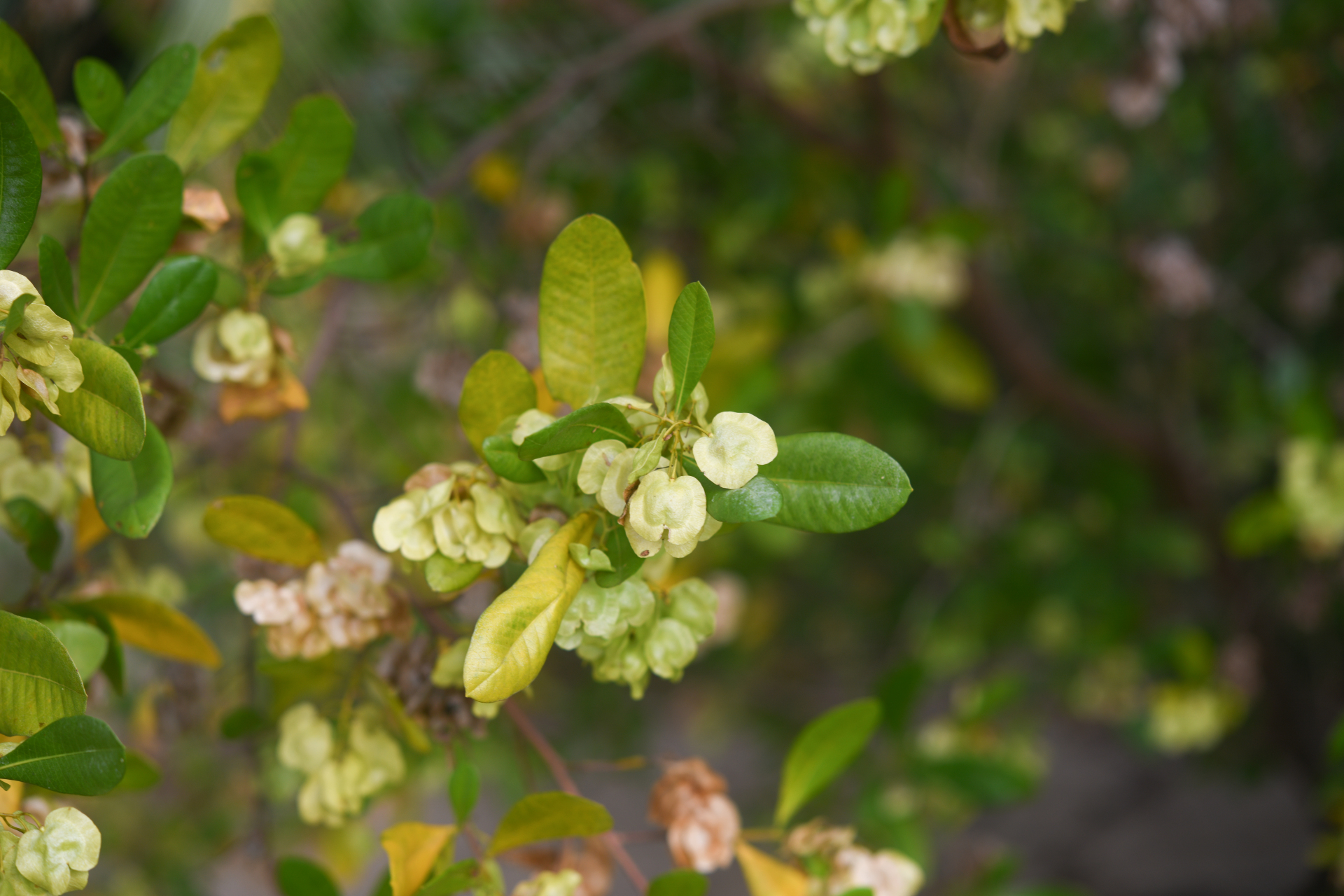 Dodonaea viscosa subsp. elaeagnoides (Rudolphi ex Ledeb. & Adlerstam) Acev.-Rodr. - Photo Bivouac Naturaliste