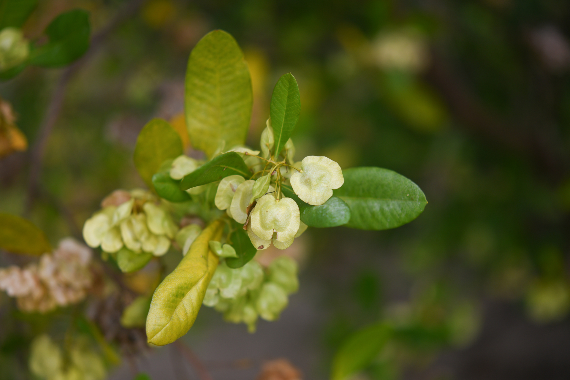 Dodonaea viscosa subsp. elaeagnoides (Rudolphi ex Ledeb. & Adlerstam) Acev.-Rodr. - Photo Bivouac Naturaliste