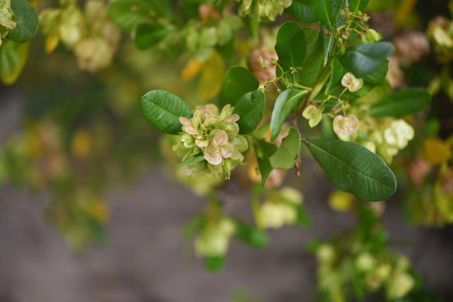 Dodonaea viscosa subsp. elaeagnoides (Rudolphi ex Ledeb. & Adlerstam) Acev.-Rodr. - Photo Bivouac Naturaliste