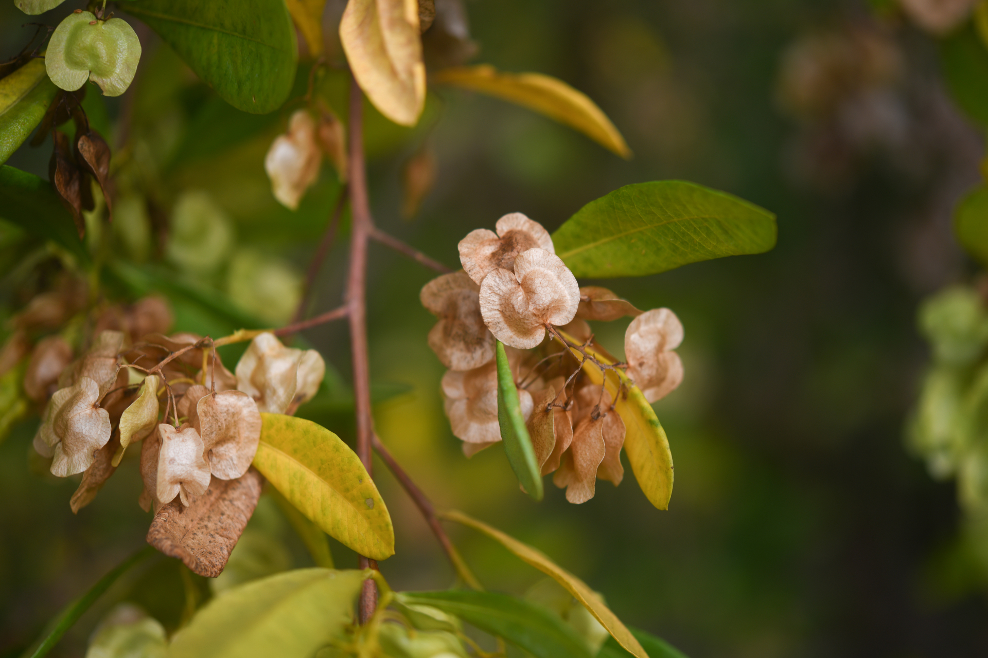 Dodonaea viscosa subsp. elaeagnoides (Rudolphi ex Ledeb. & Adlerstam) Acev.-Rodr. - Photo Bivouac Naturaliste