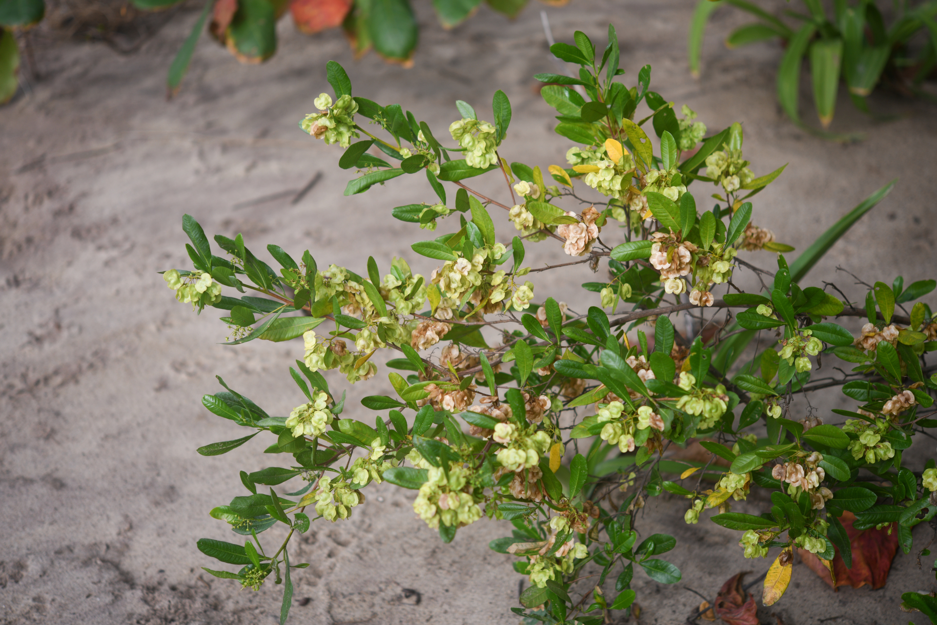Dodonaea viscosa subsp. elaeagnoides (Rudolphi ex Ledeb. & Adlerstam) Acev.-Rodr. - Photo Bivouac Naturaliste