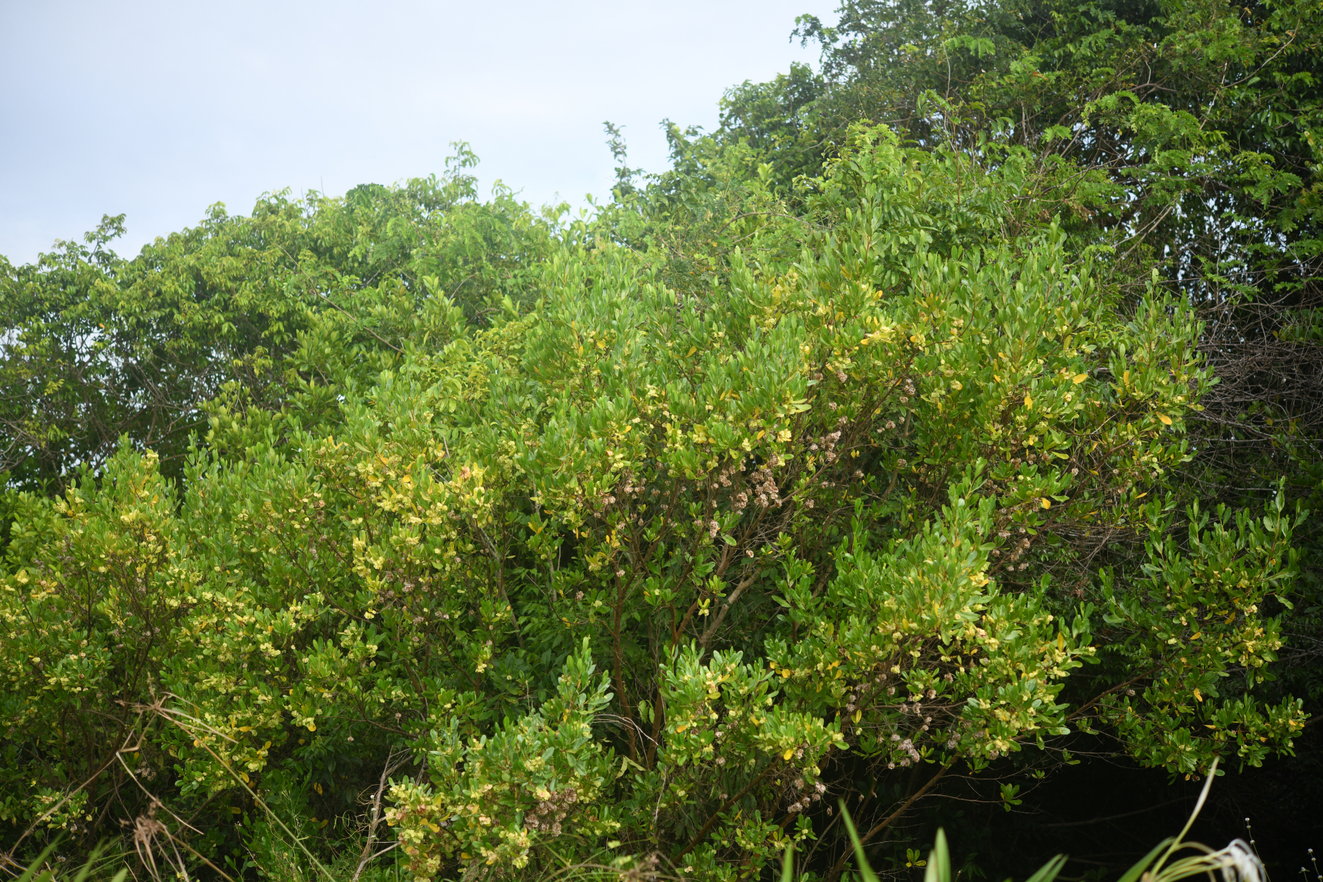 Dodonaea viscosa subsp. elaeagnoides (Rudolphi ex Ledeb. & Adlerstam) Acev.-Rodr. - Photo Bivouac Naturaliste