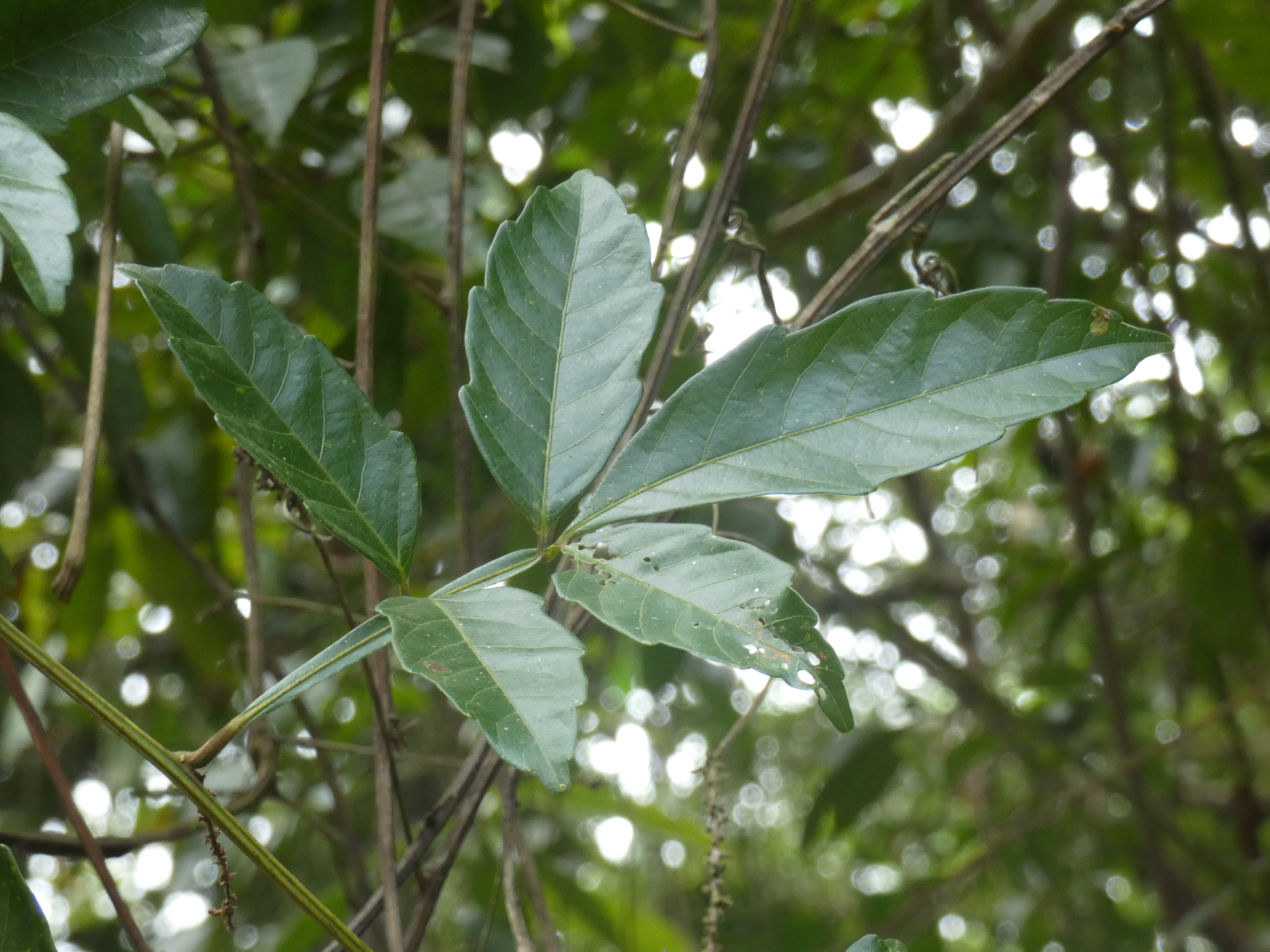 Paullinia pinnata Pasq. - Photo Bivouac Naturaliste