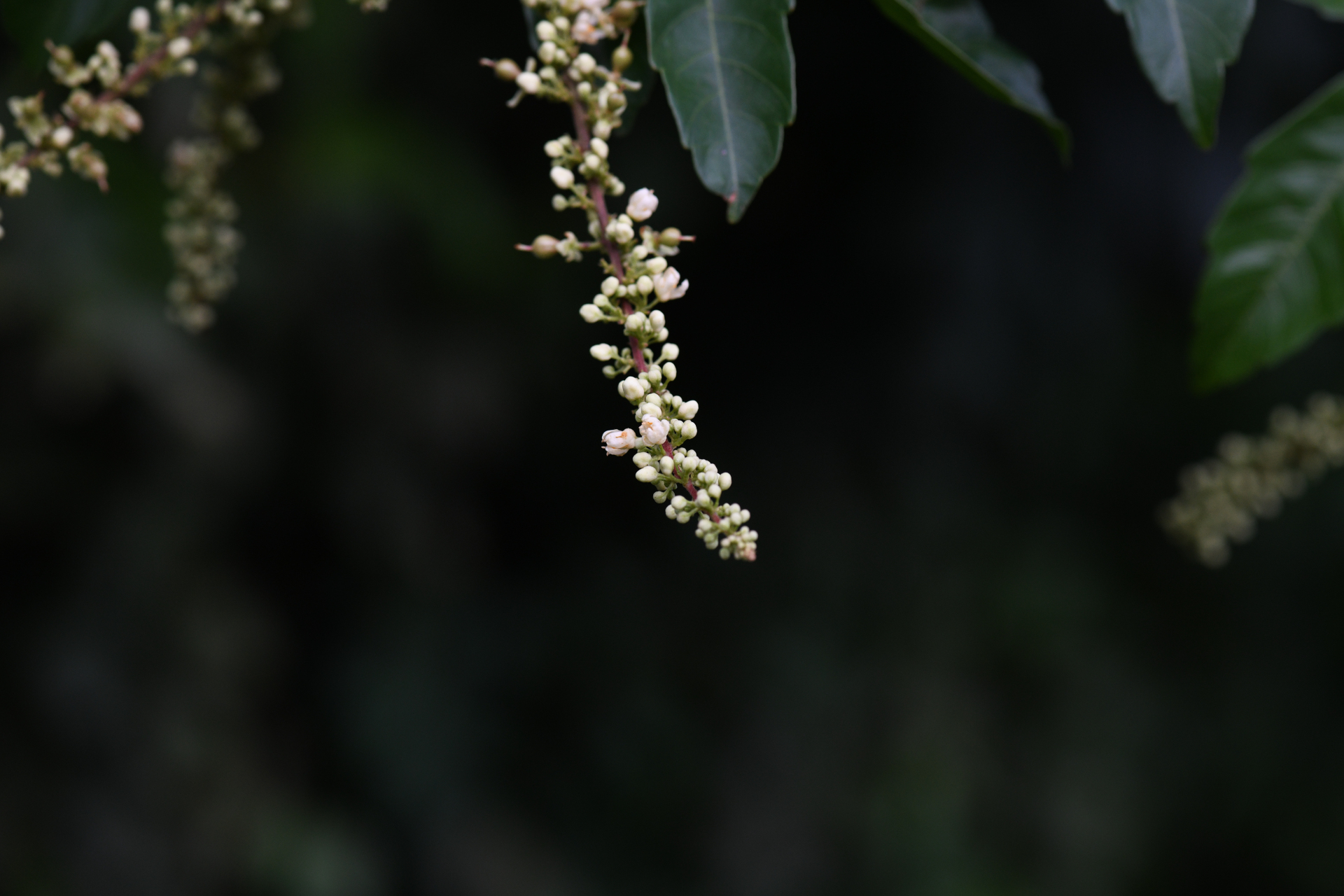 Paullinia pinnata Pasq. - Photo Bivouac Naturaliste