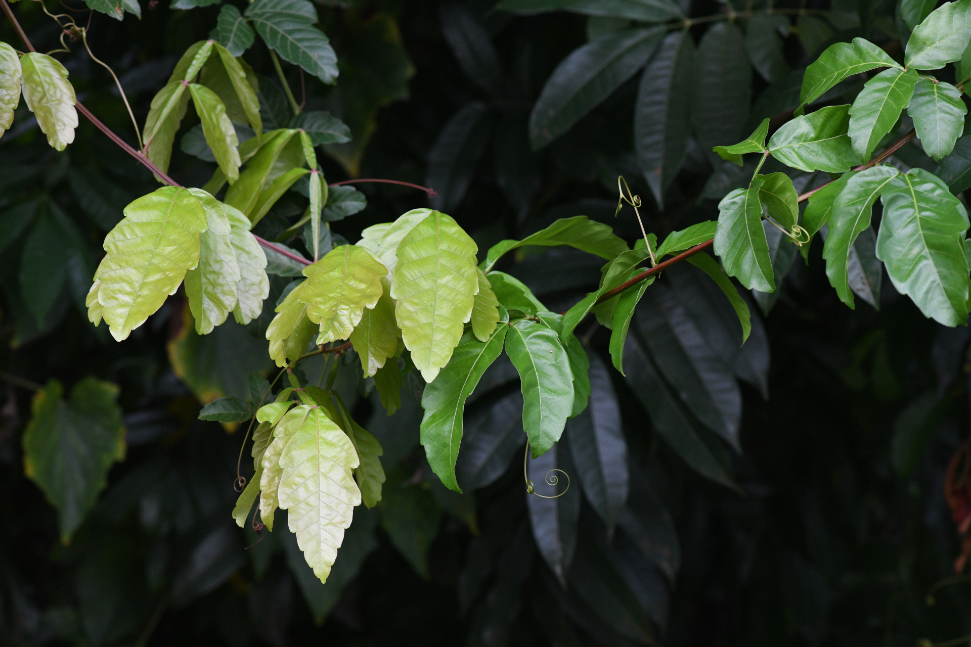 Paullinia pinnata Pasq. - Photo Bivouac Naturaliste