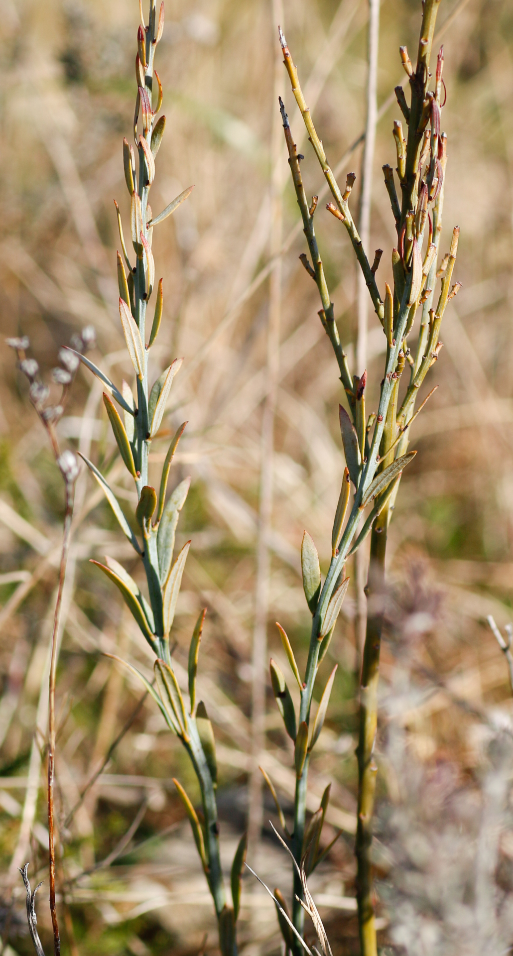 Osyris alba L. - Photo Bivouac Naturaliste