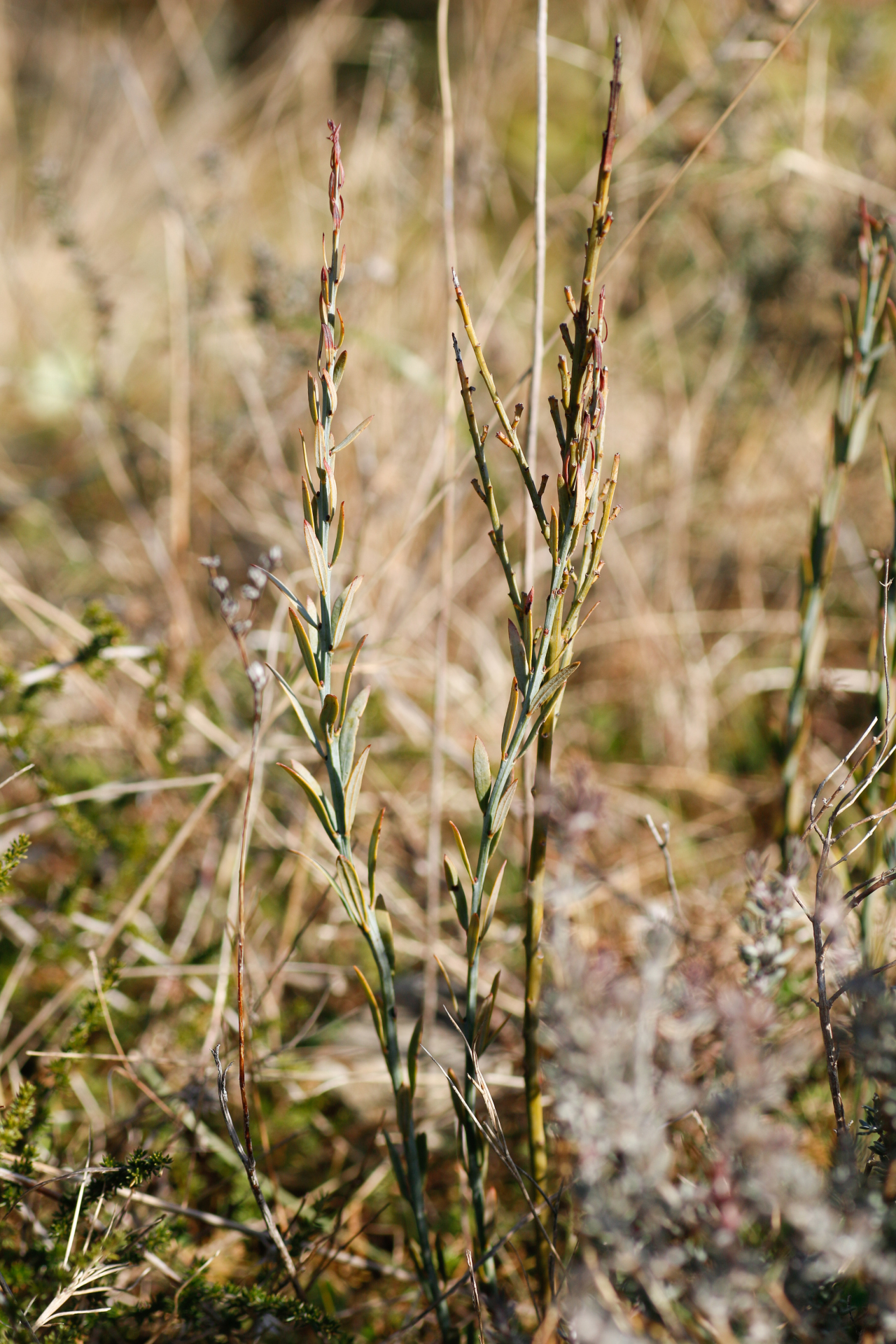 Osyris alba L. - Photo Bivouac Naturaliste