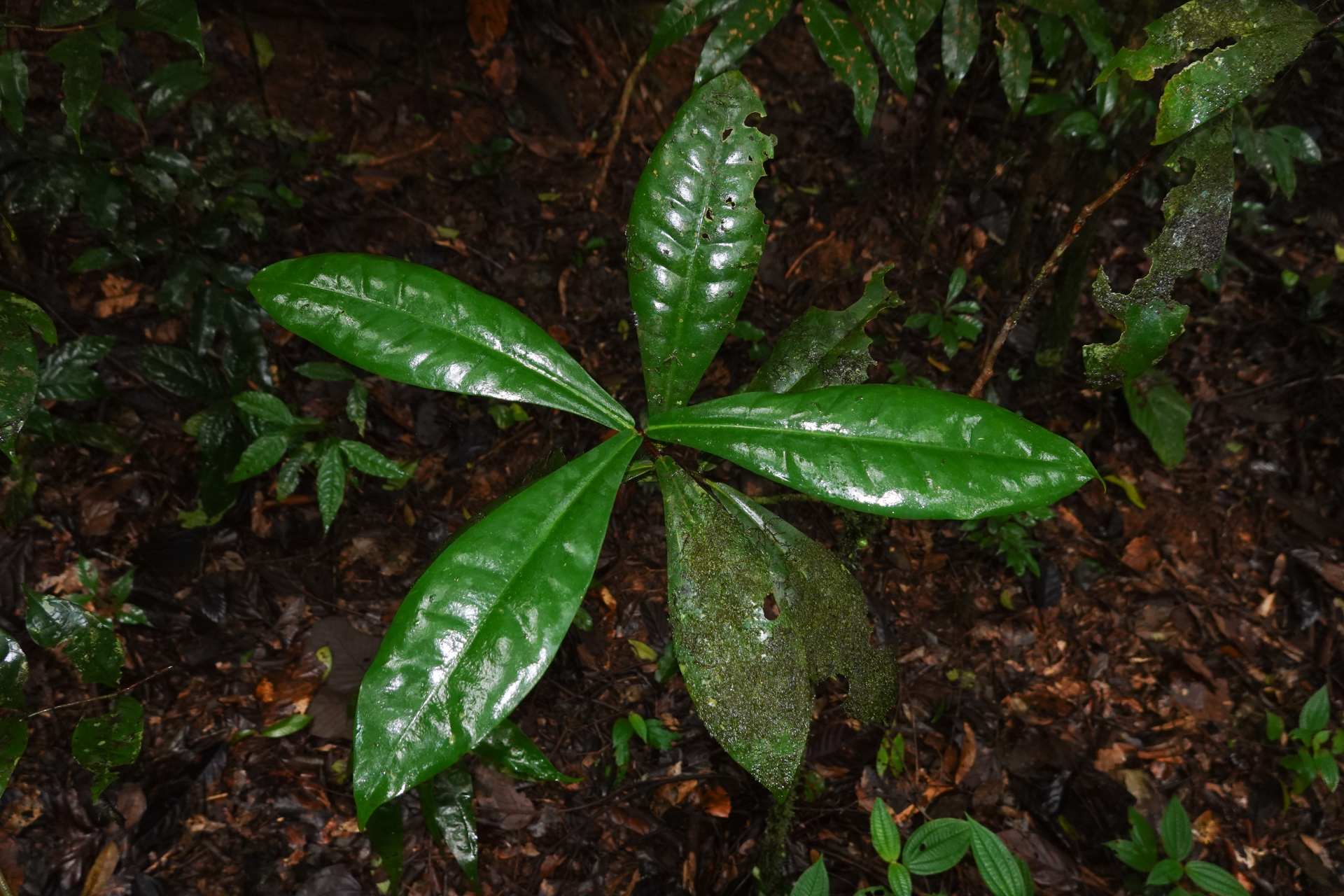 Daphnopsis granvillei Barringer - Photo Bivouac Naturaliste