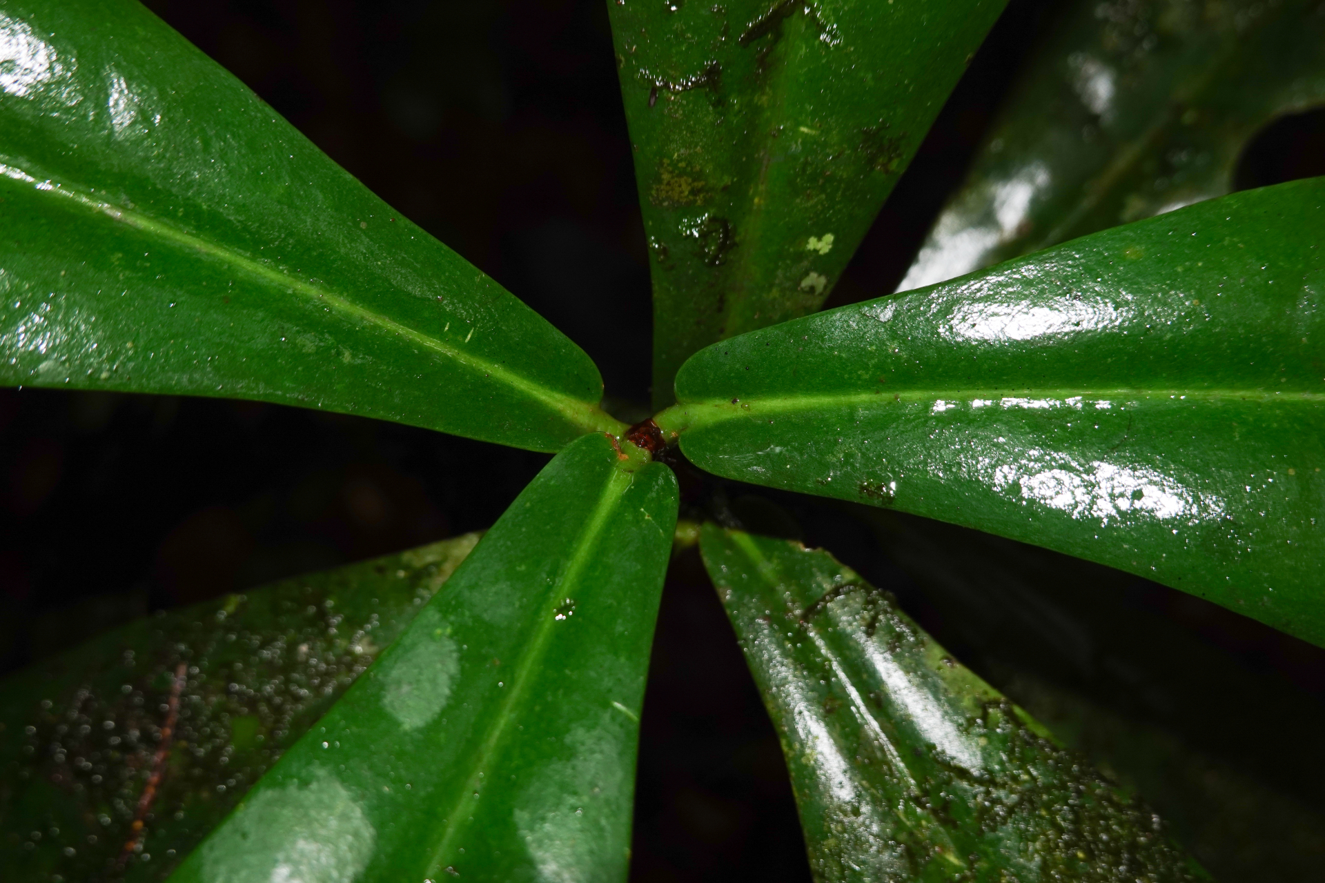 Daphnopsis granvillei Barringer - Photo Bivouac Naturaliste