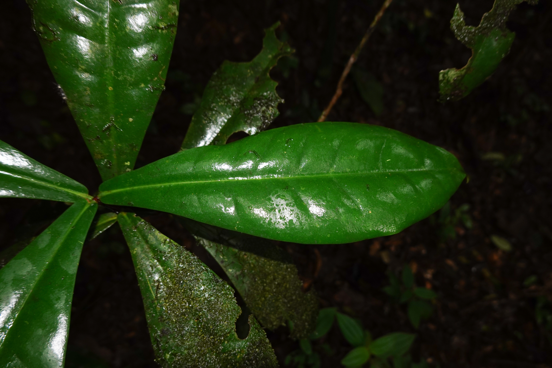 Daphnopsis granvillei Barringer - Photo Bivouac Naturaliste