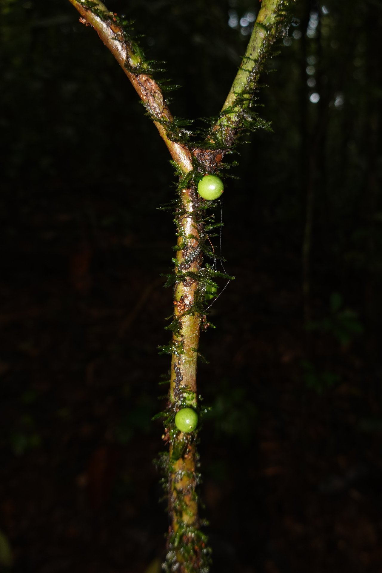 Daphnopsis granvillei Barringer - Photo Bivouac Naturaliste