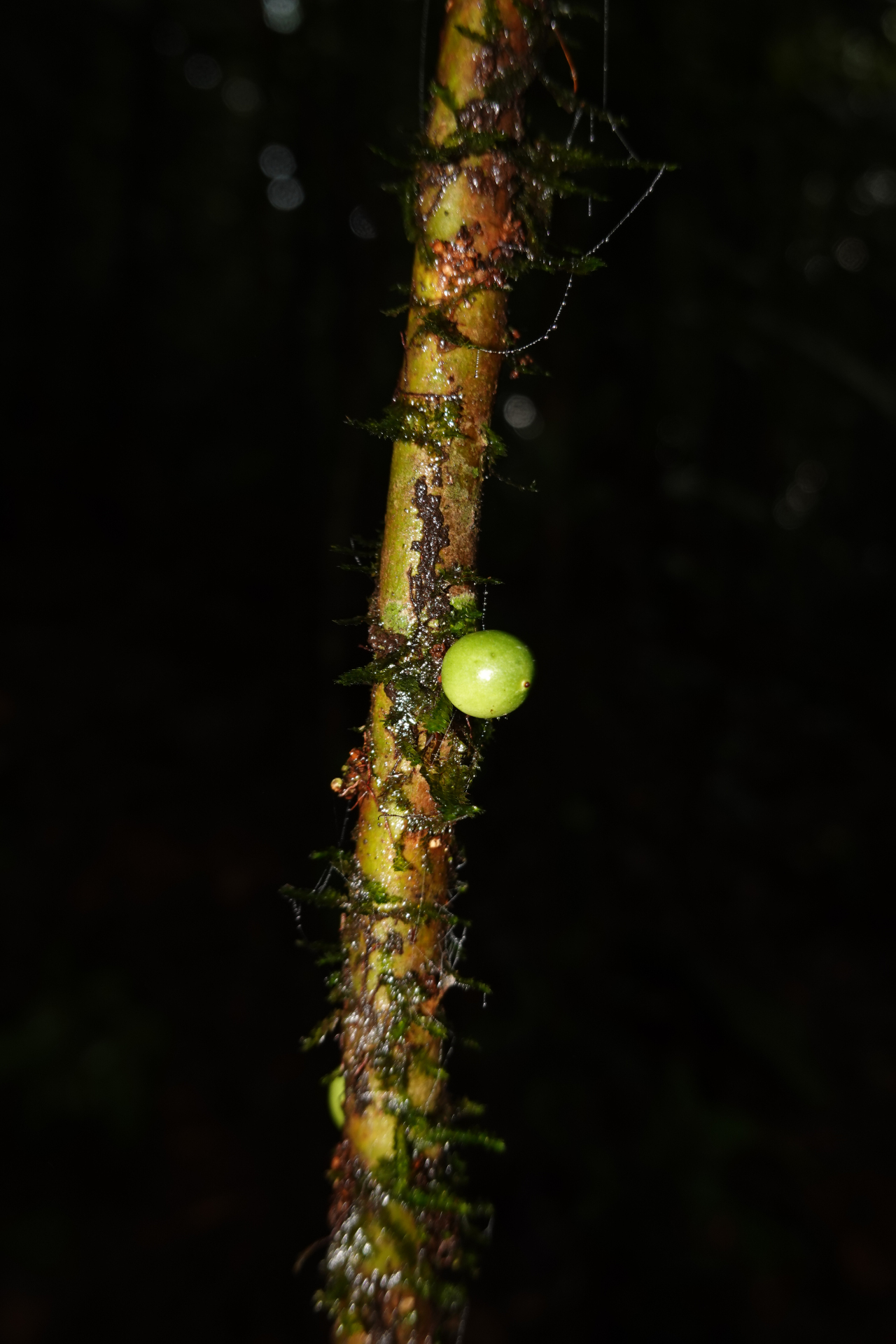 Daphnopsis granvillei Barringer - Photo Bivouac Naturaliste