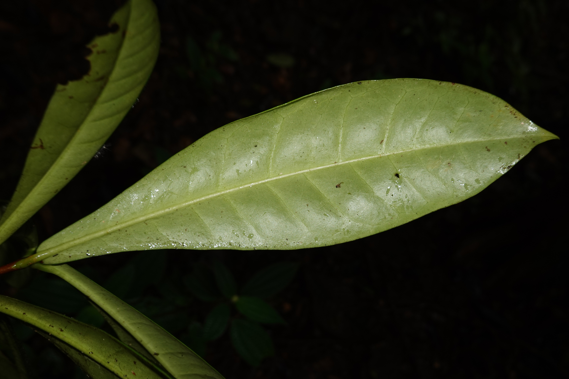Daphnopsis granvillei Barringer - Photo Bivouac Naturaliste