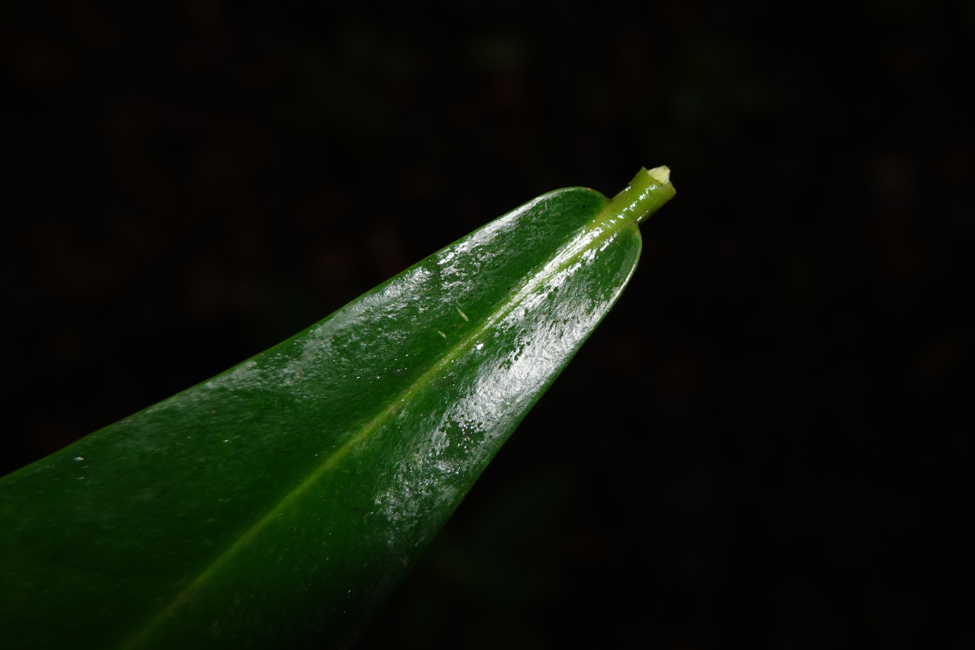 Daphnopsis granvillei Barringer - Photo Bivouac Naturaliste