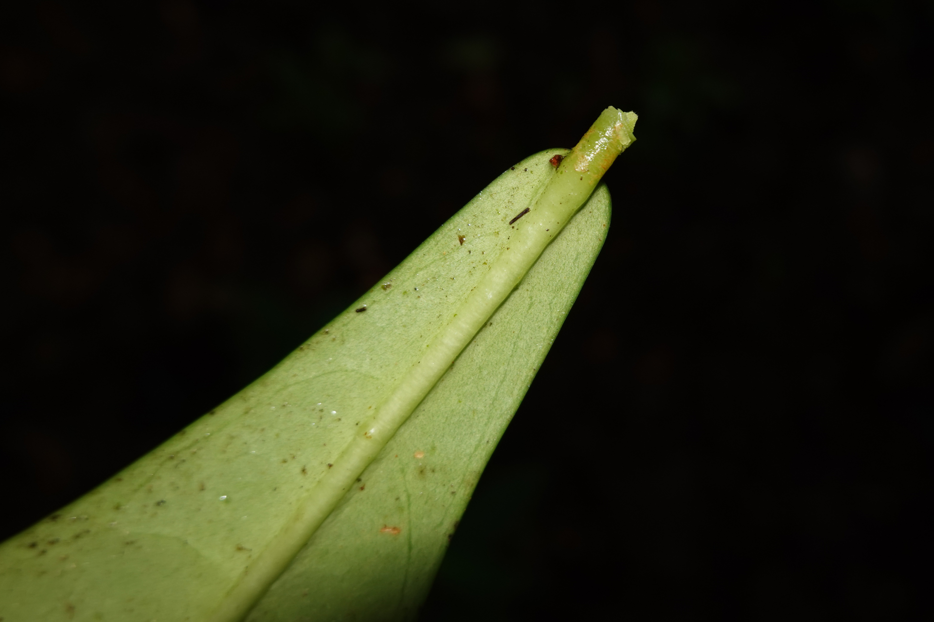 Daphnopsis granvillei Barringer - Photo Bivouac Naturaliste