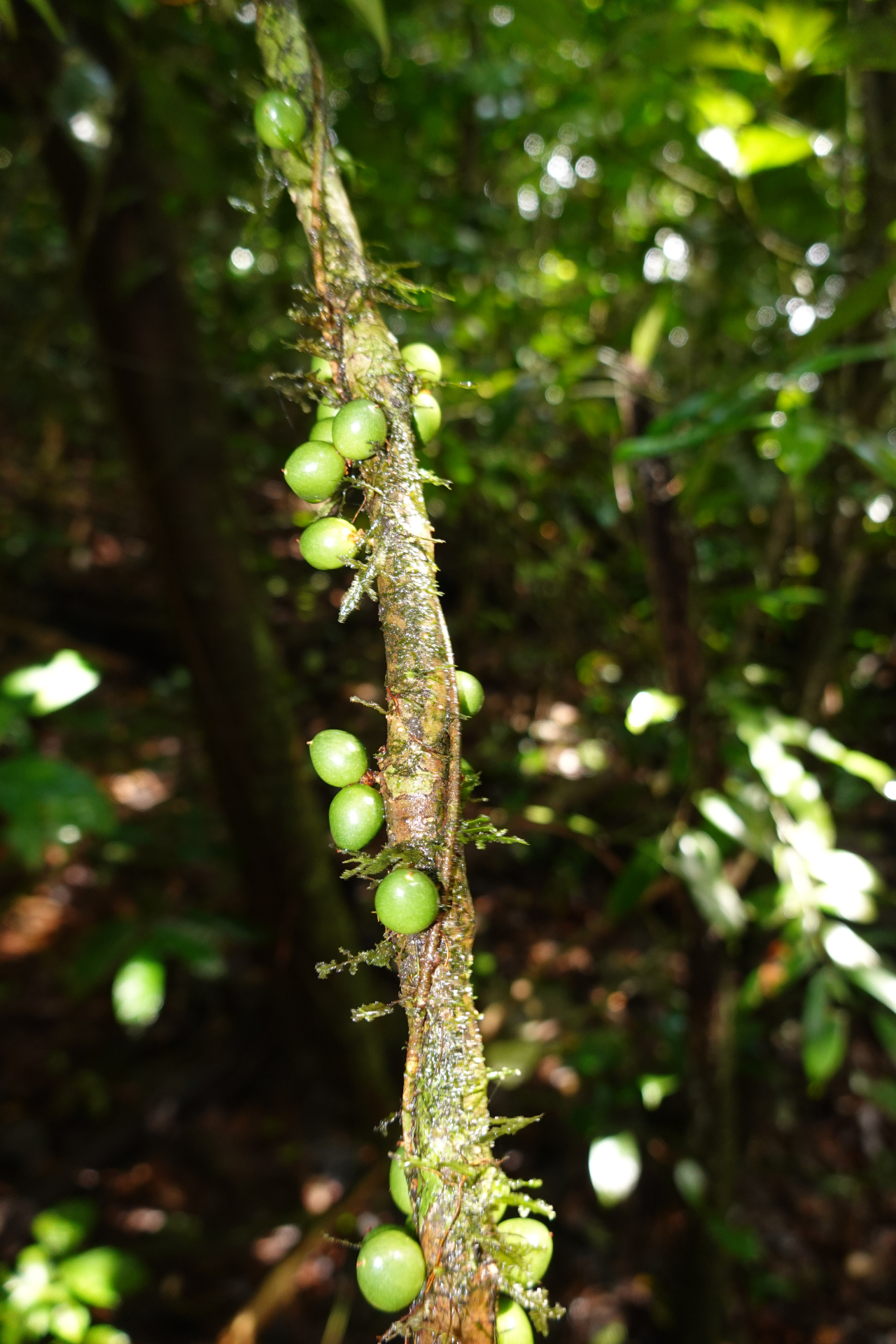 Daphnopsis granvillei Barringer - Photo Bivouac Naturaliste