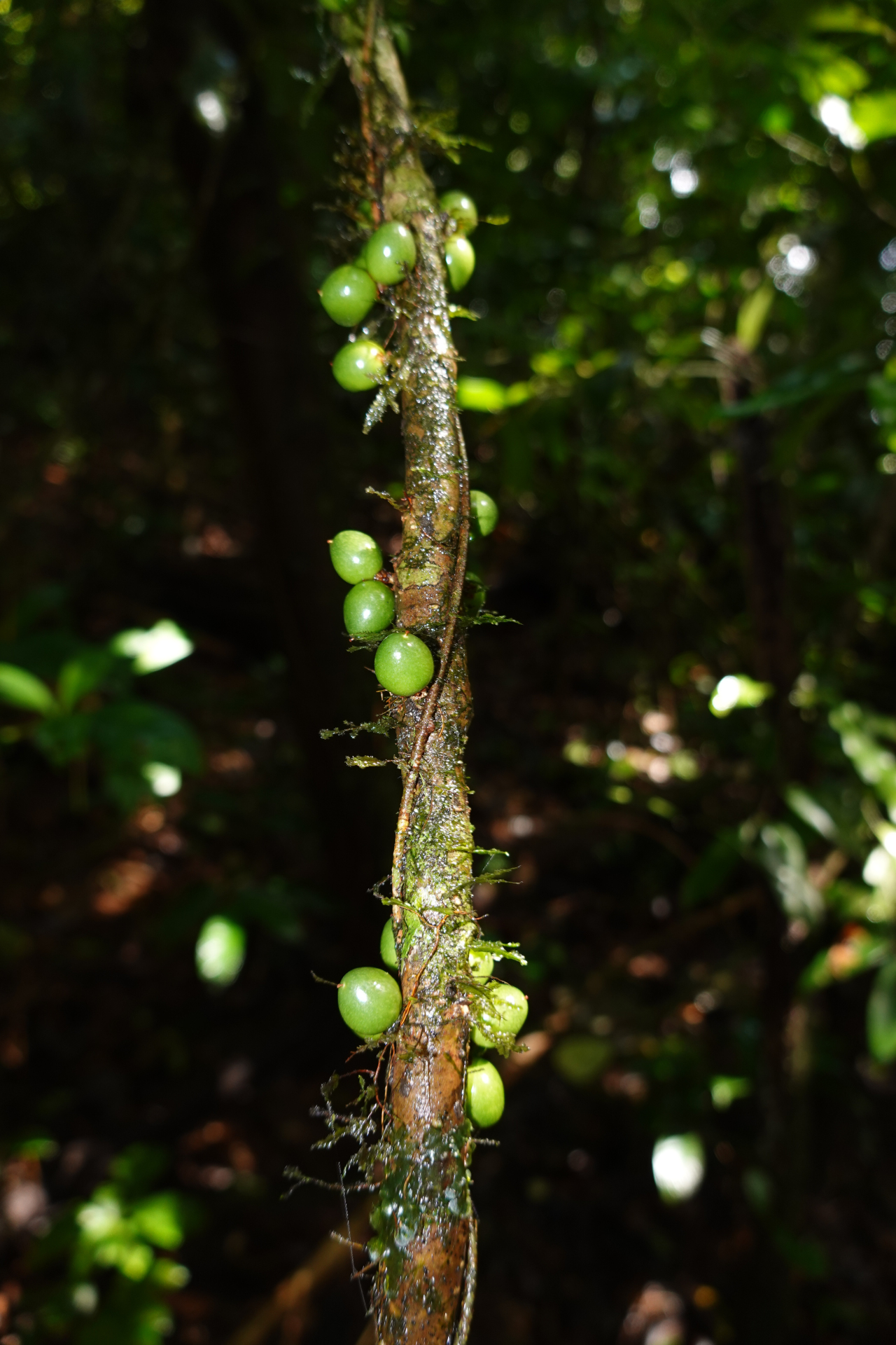 Daphnopsis granvillei Barringer - Photo Bivouac Naturaliste