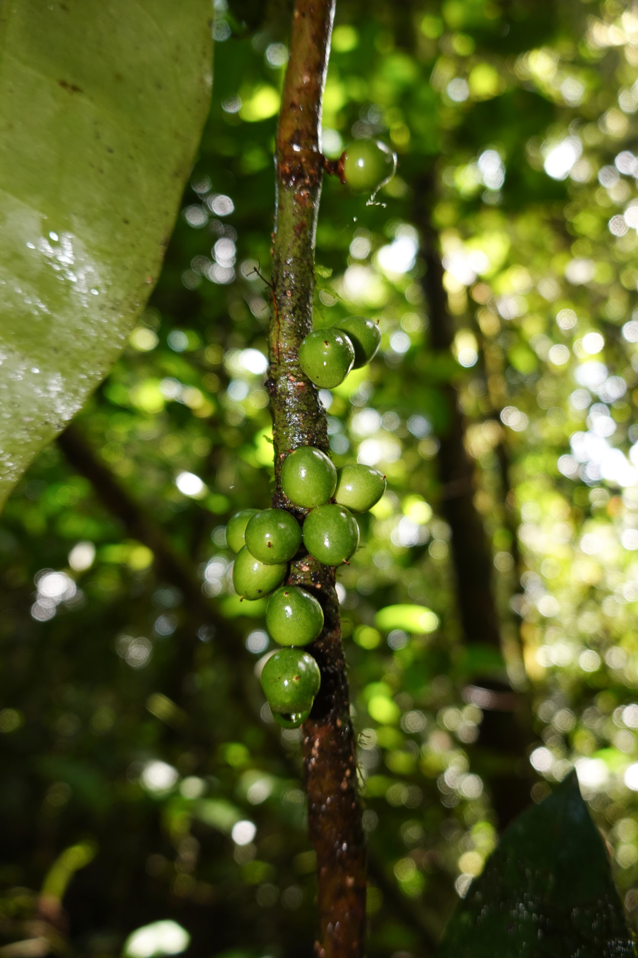 Daphnopsis granvillei Barringer - Photo Bivouac Naturaliste