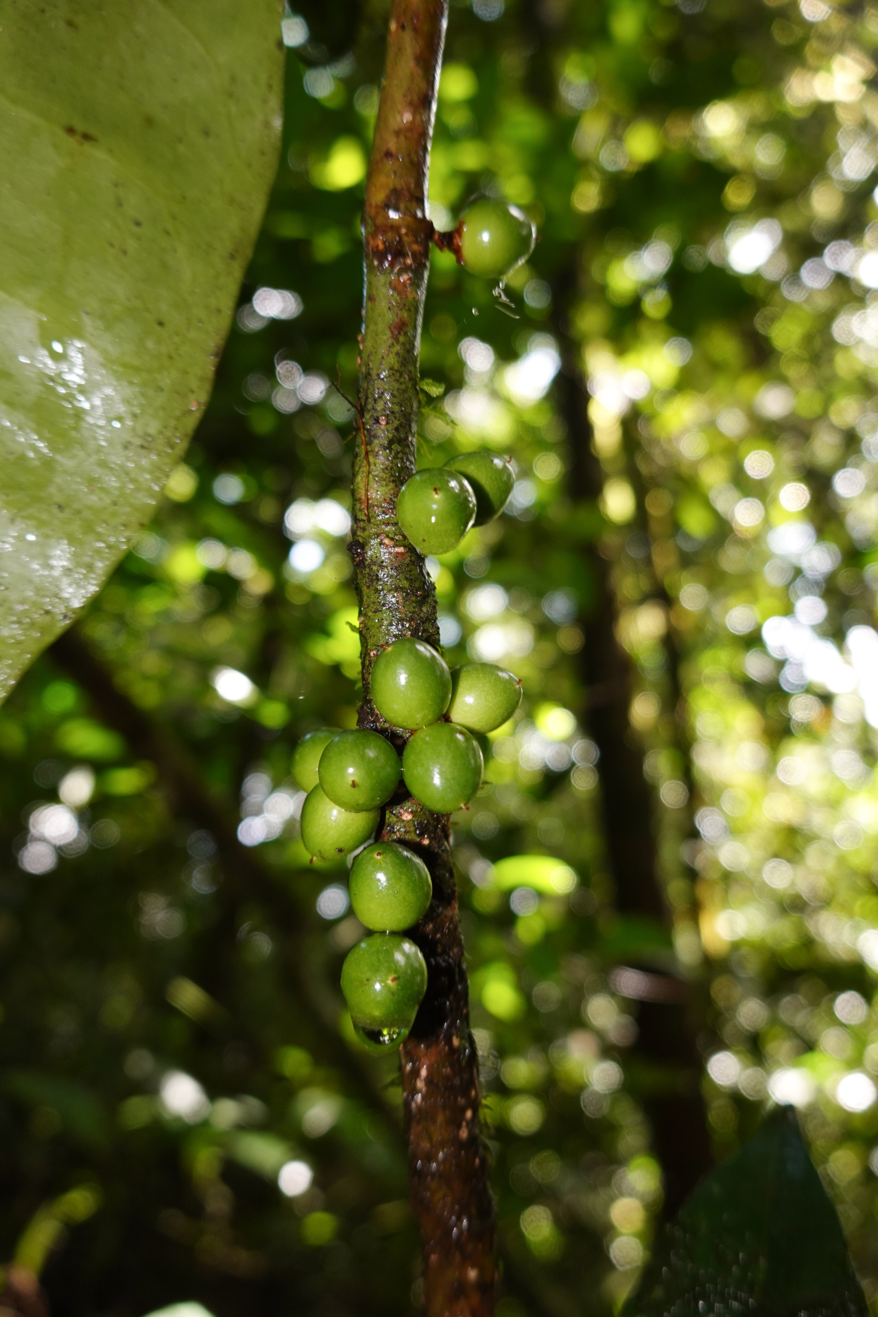 Daphnopsis granvillei Barringer - Photo Bivouac Naturaliste