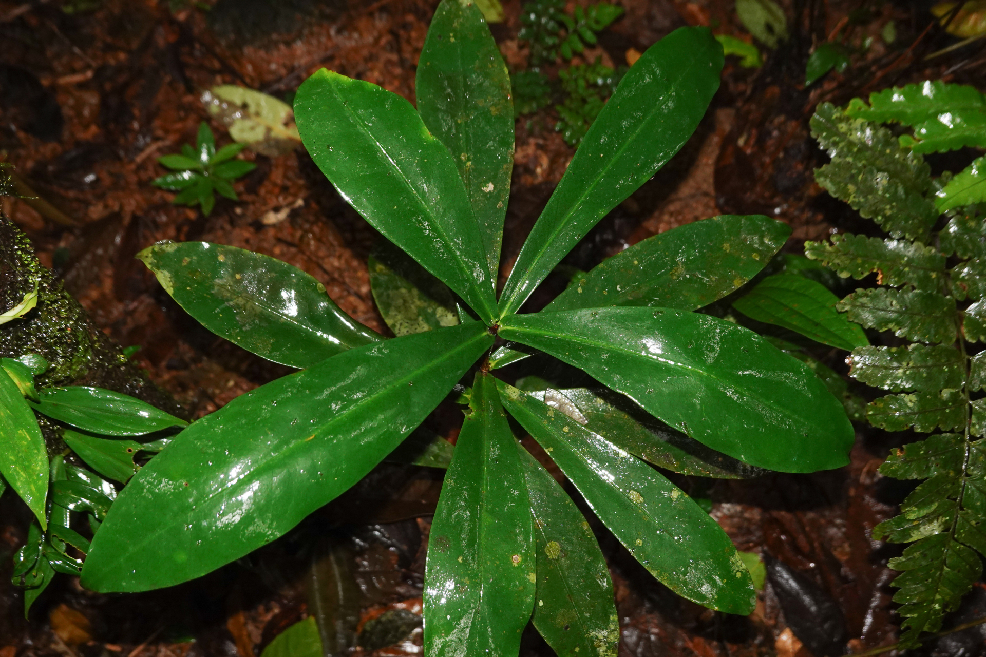 Daphnopsis granvillei Barringer - Photo Bivouac Naturaliste
