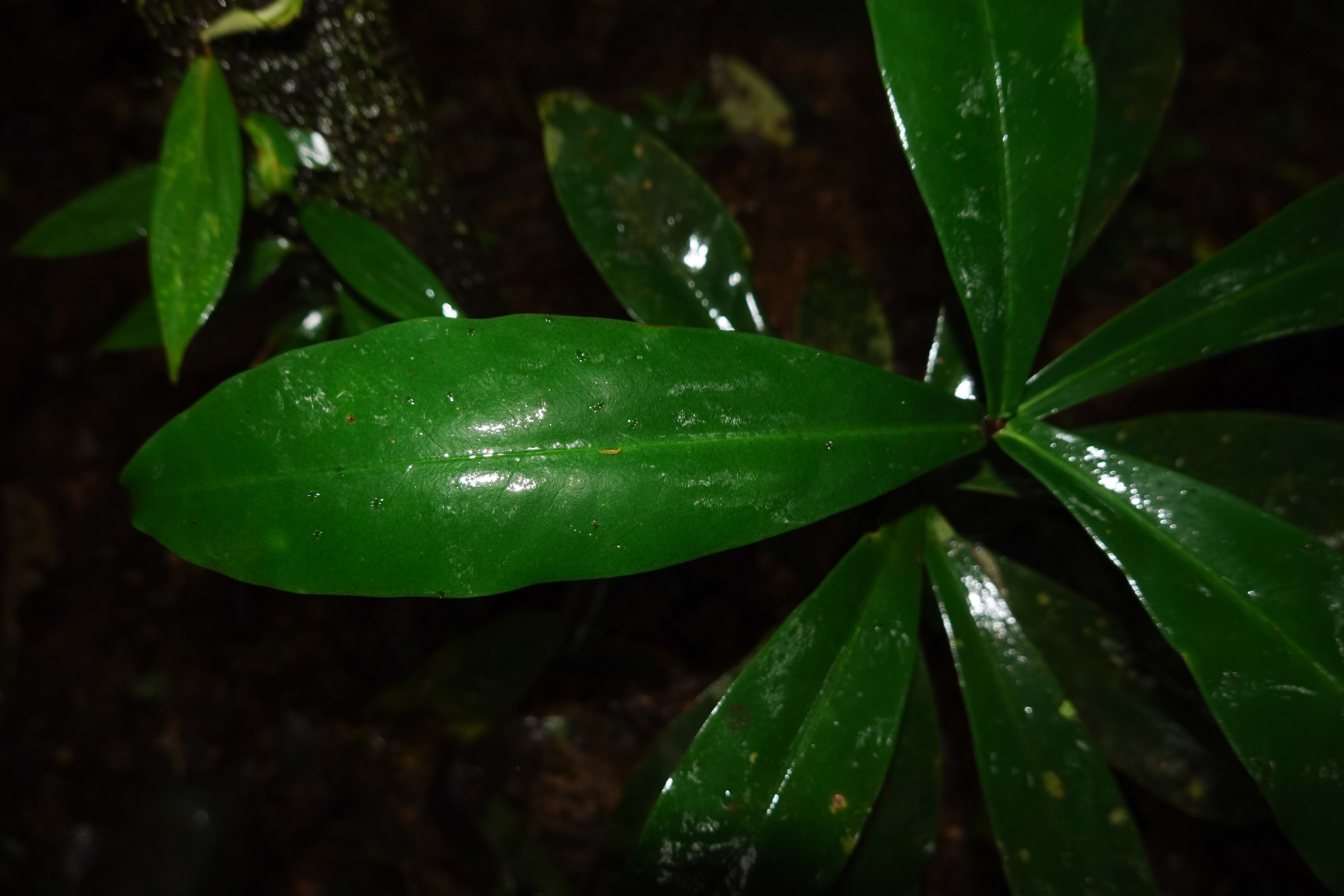 Daphnopsis granvillei Barringer - Photo Bivouac Naturaliste