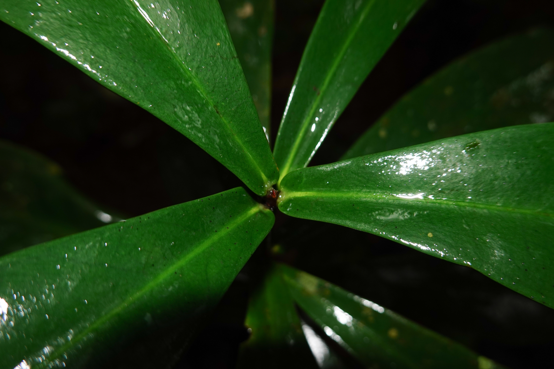 Daphnopsis granvillei Barringer - Photo Bivouac Naturaliste