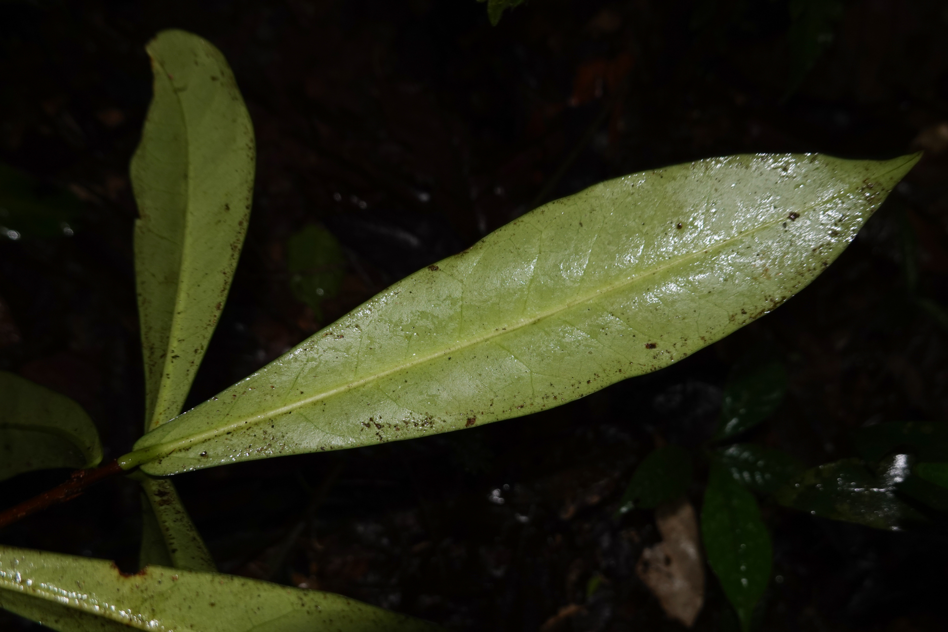 Daphnopsis granvillei Barringer - Photo Bivouac Naturaliste