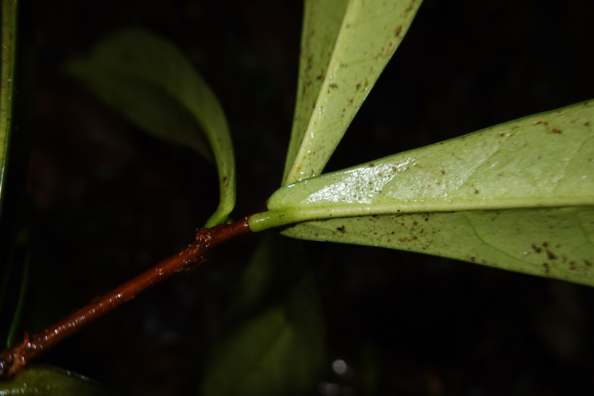 Daphnopsis granvillei Barringer - Photo Bivouac Naturaliste