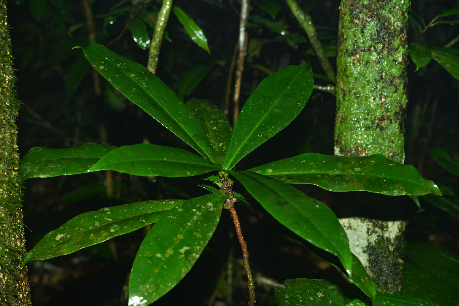 Daphnopsis granvillei Barringer - Photo Bivouac Naturaliste