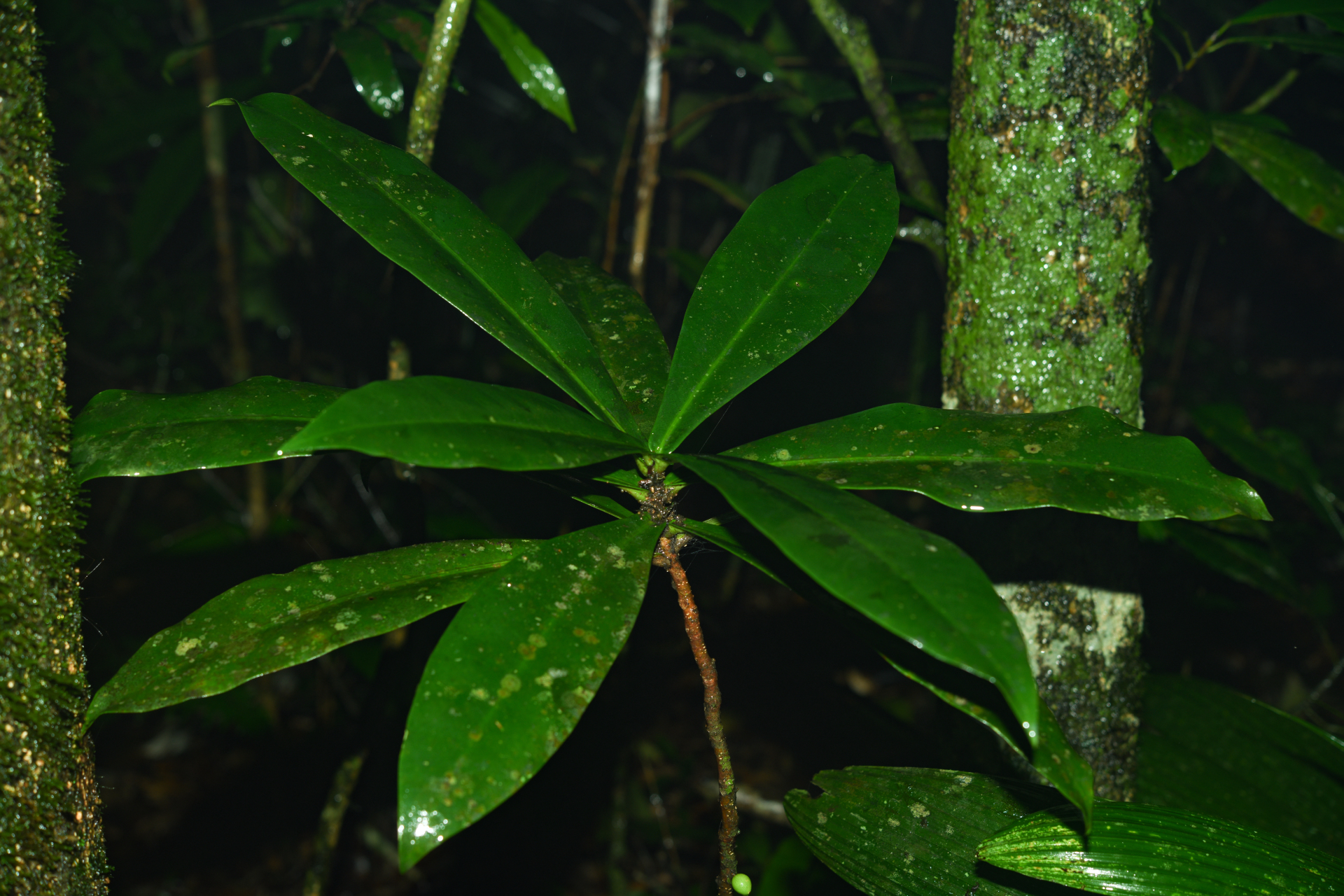 Daphnopsis granvillei Barringer - Photo Bivouac Naturaliste