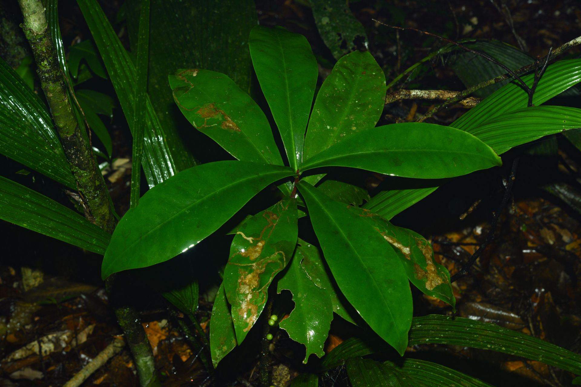 Daphnopsis granvillei Barringer - Photo Bivouac Naturaliste