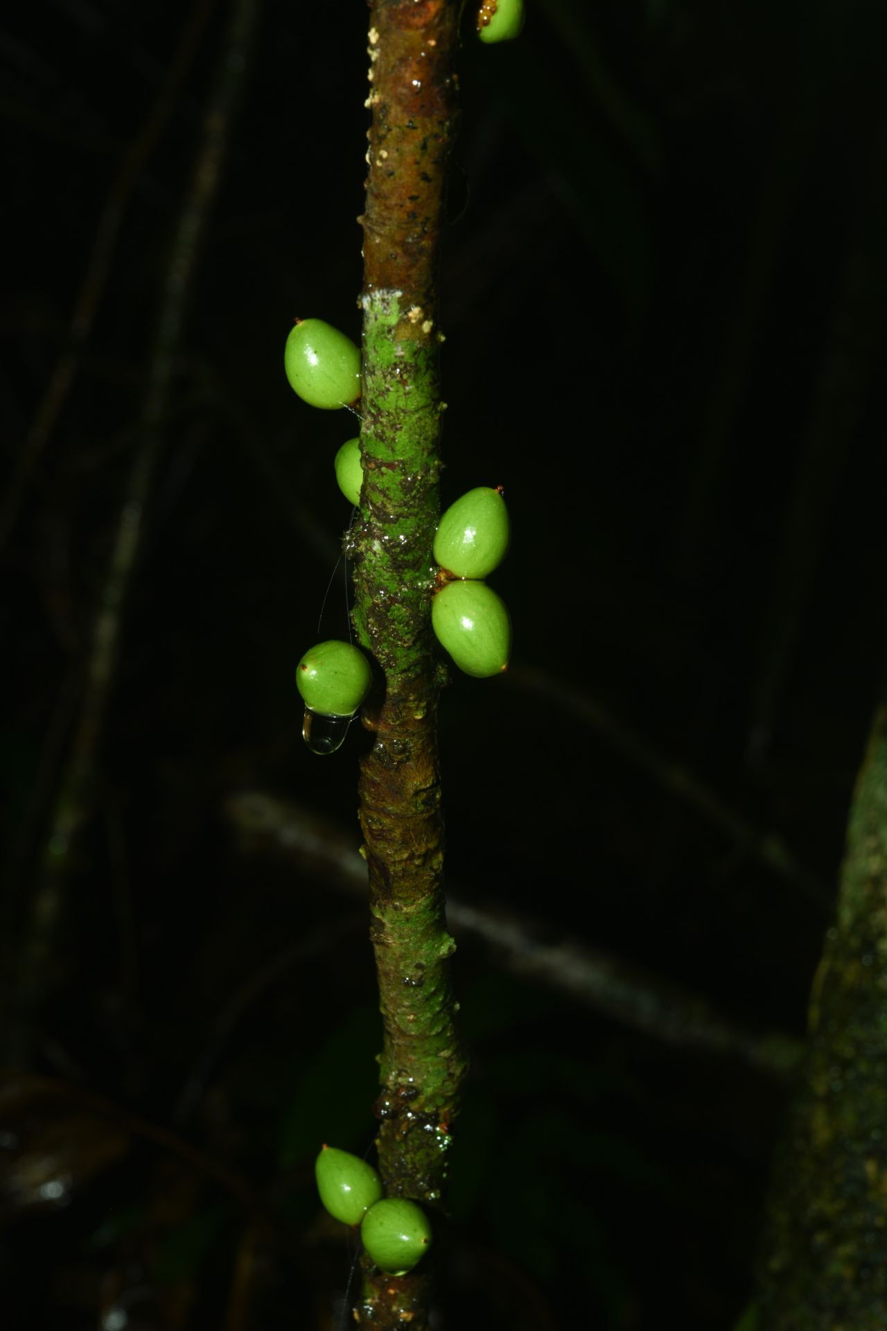 Daphnopsis granvillei Barringer - Photo Bivouac Naturaliste