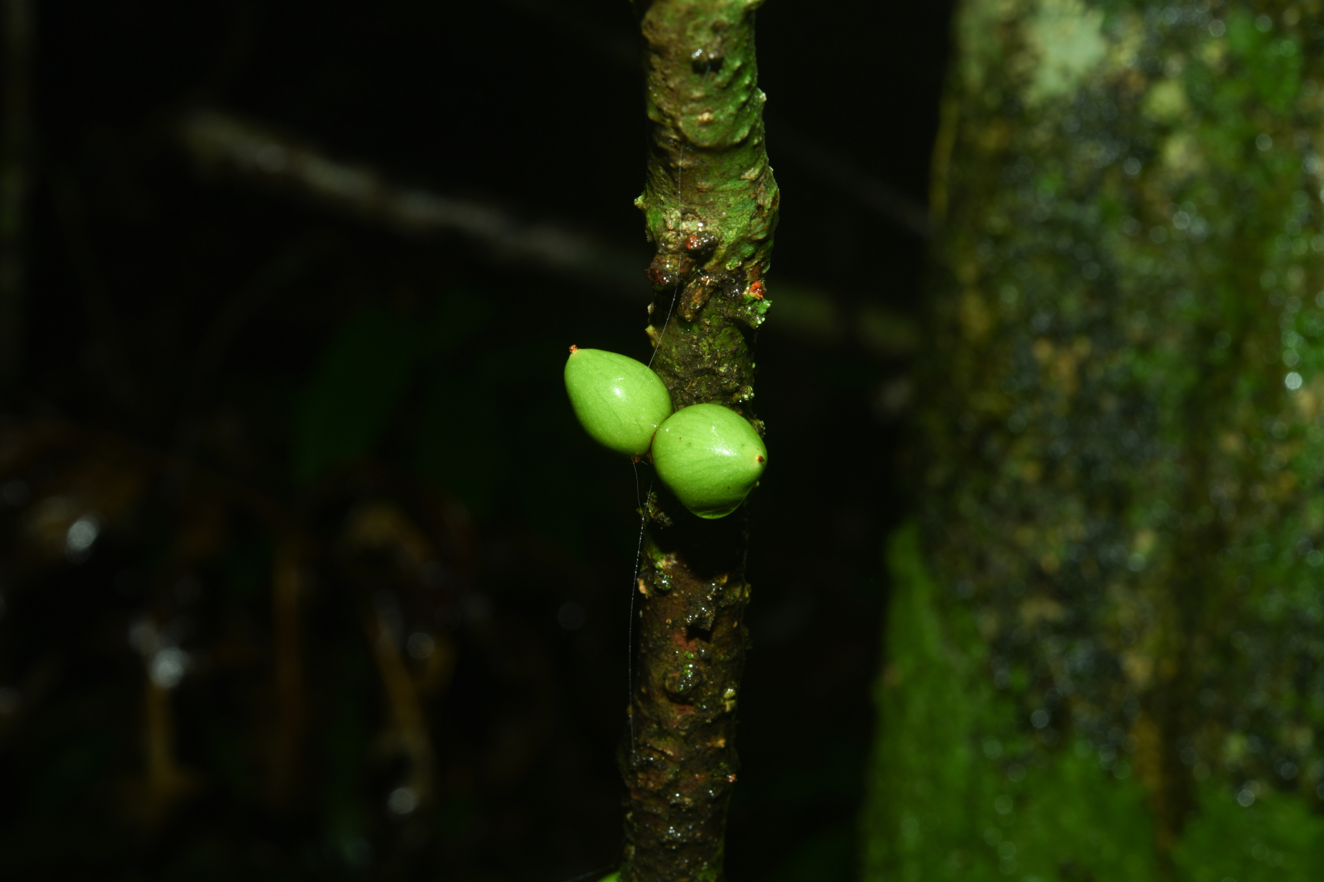 Daphnopsis granvillei Barringer - Photo Bivouac Naturaliste