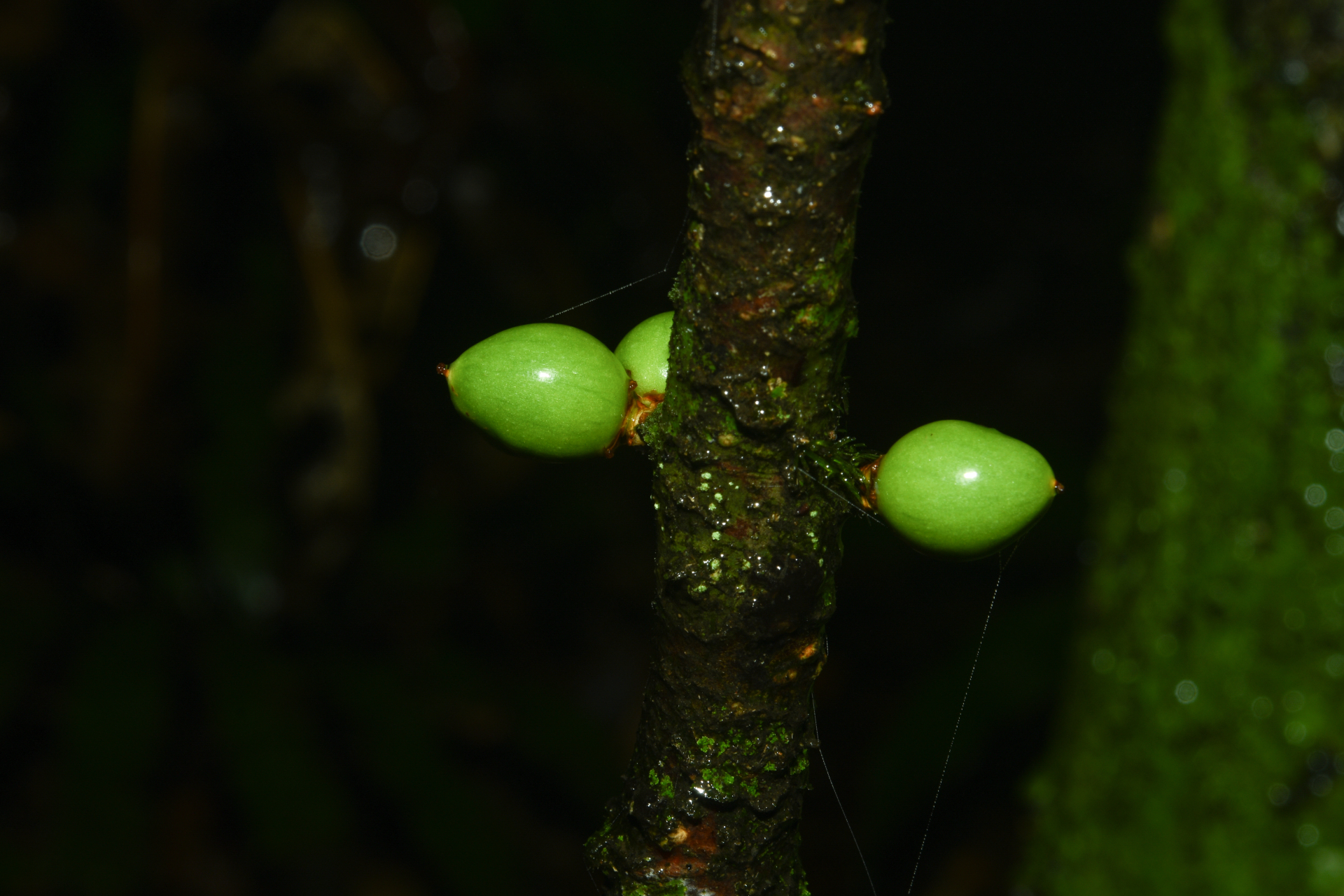 Daphnopsis granvillei Barringer - Photo Bivouac Naturaliste